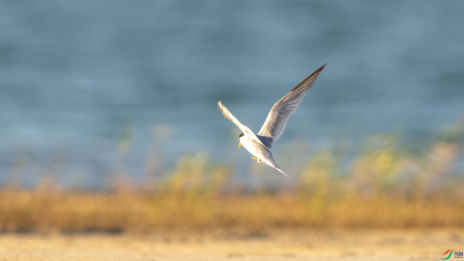 DSC01956 ����.jpg