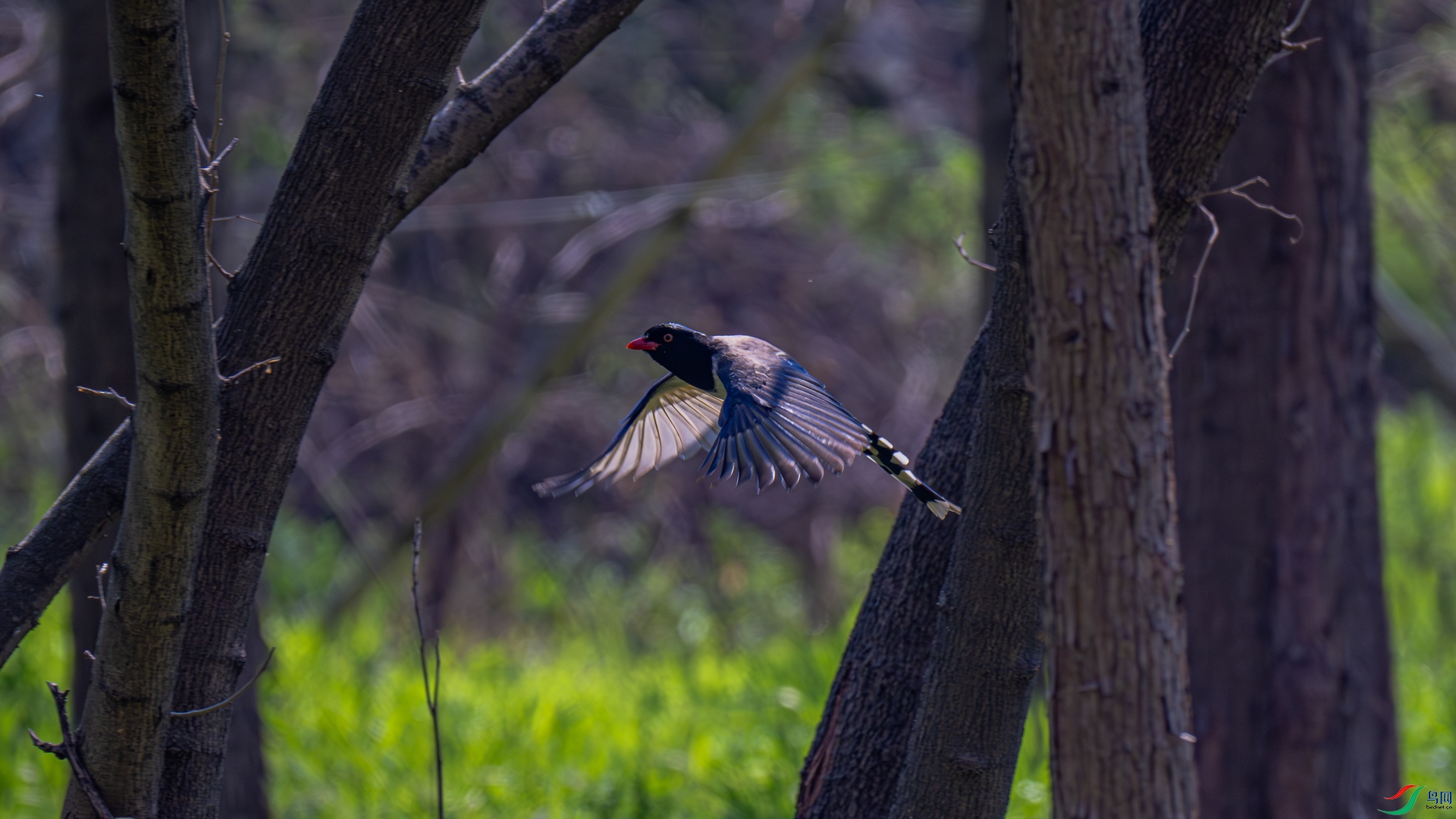 DSC_1191-1_����.jpg
