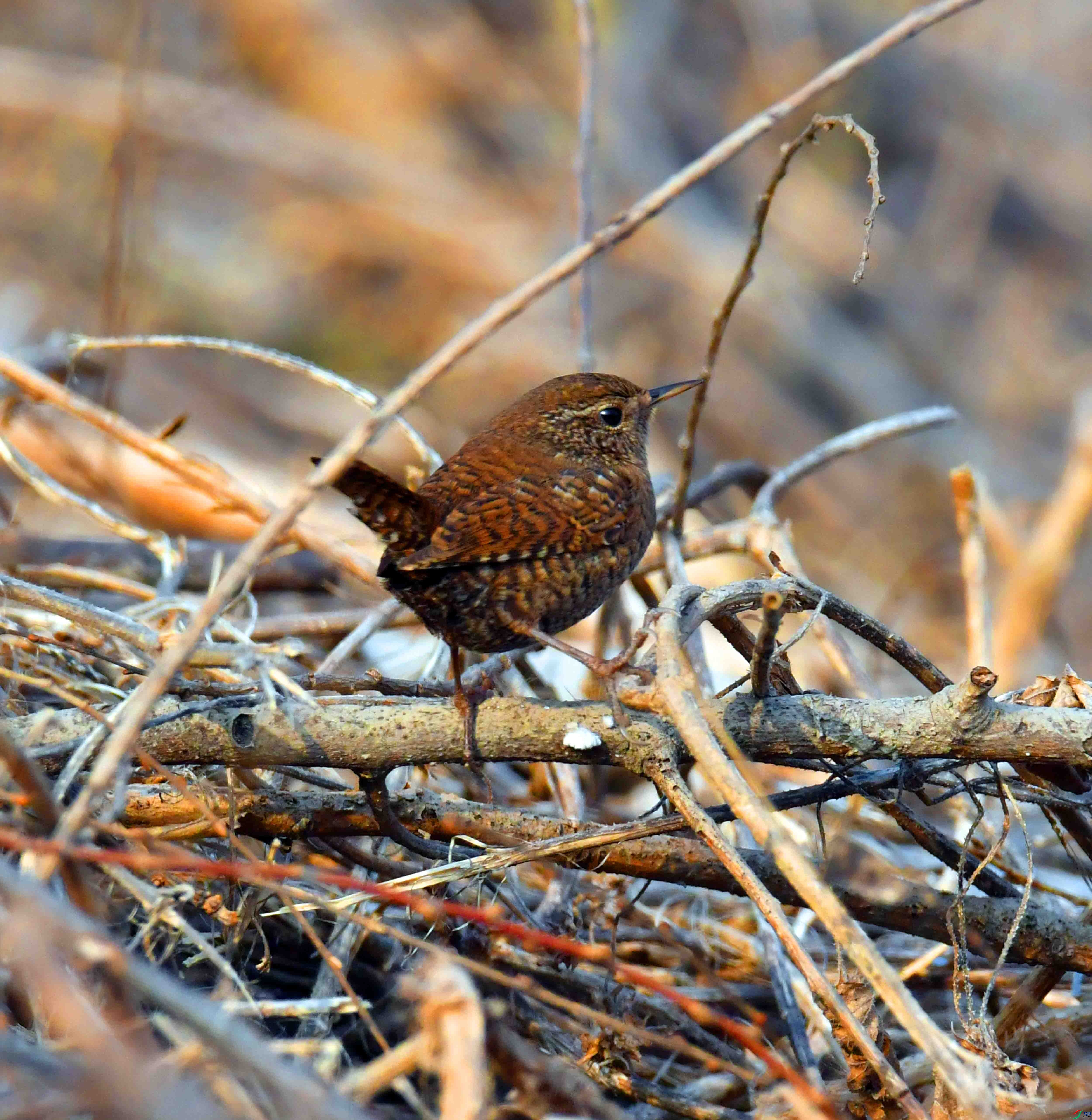DSC_7623.JPG