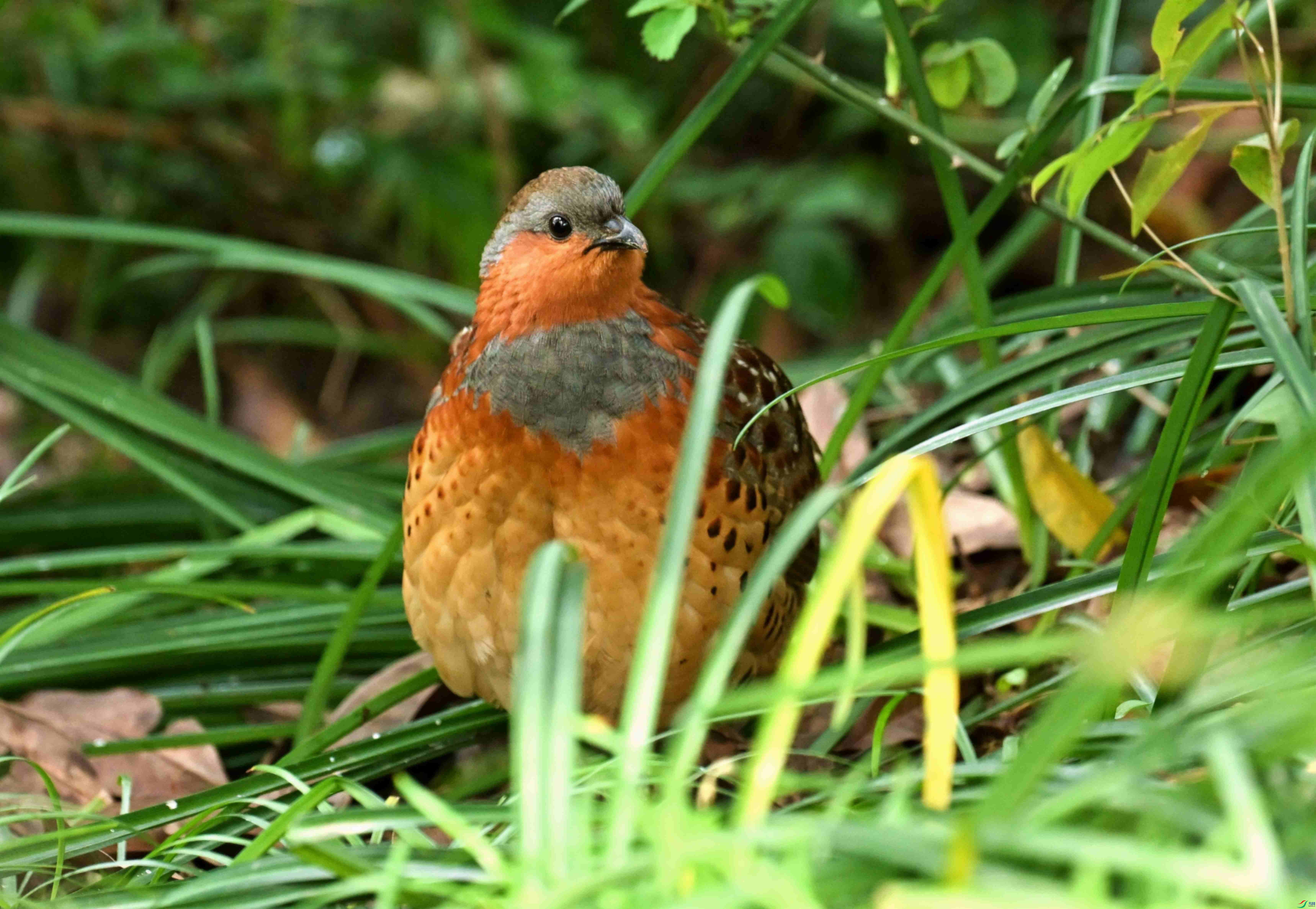 DSC_9901.jpg