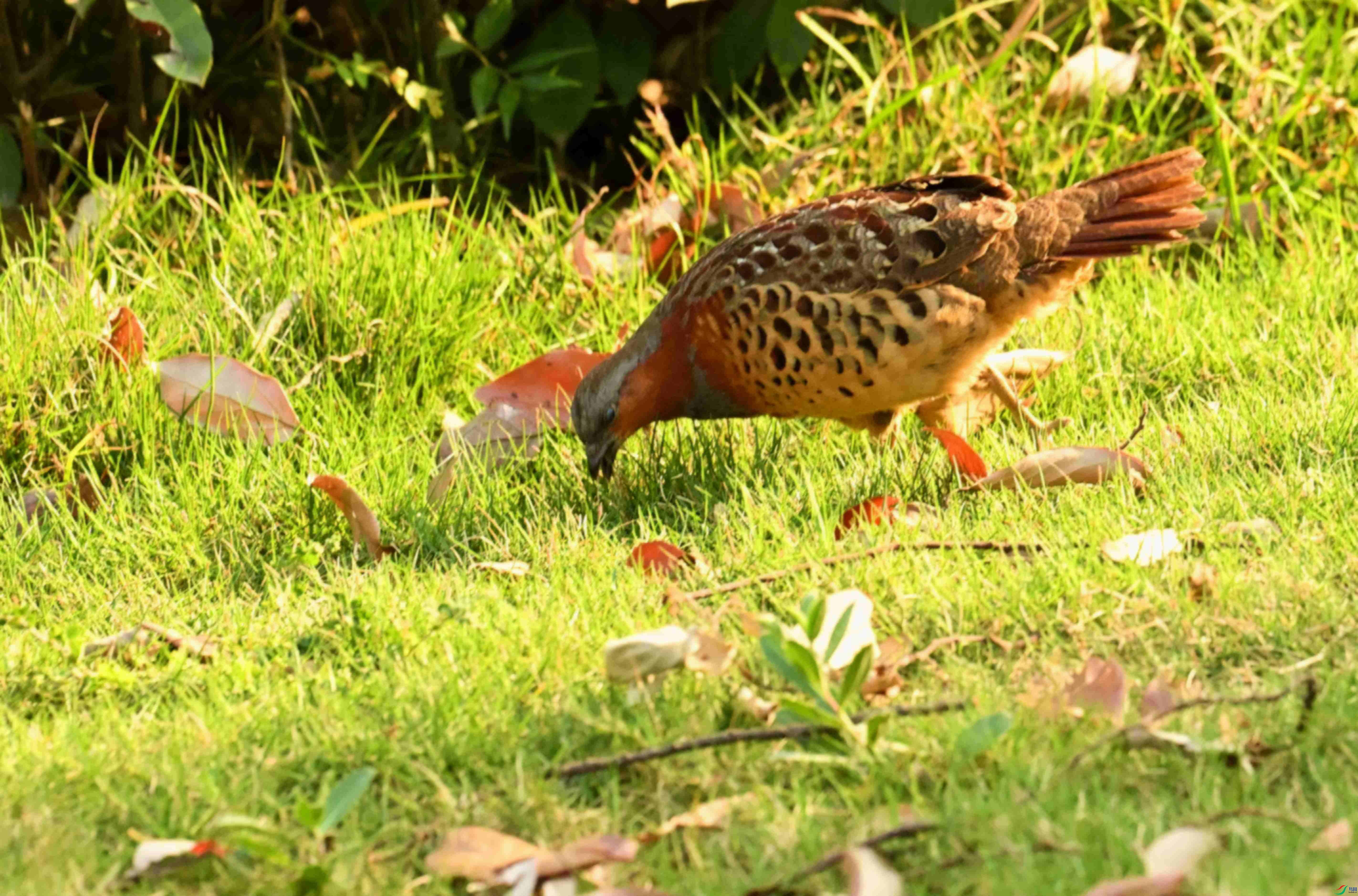 DSC_1678.JPG
