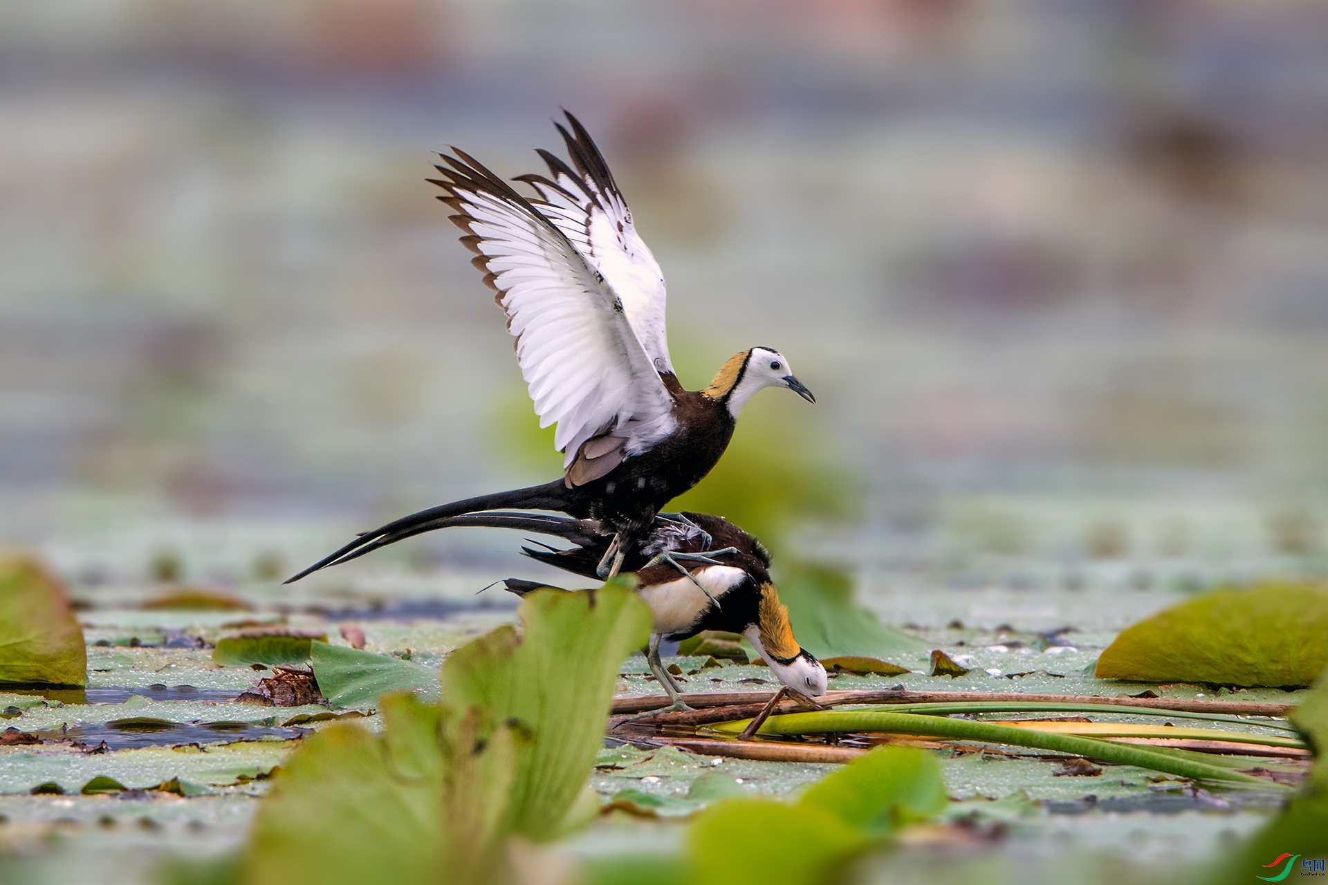 ��_AUU0009��ˮ��(23.6.8)-1.jpg