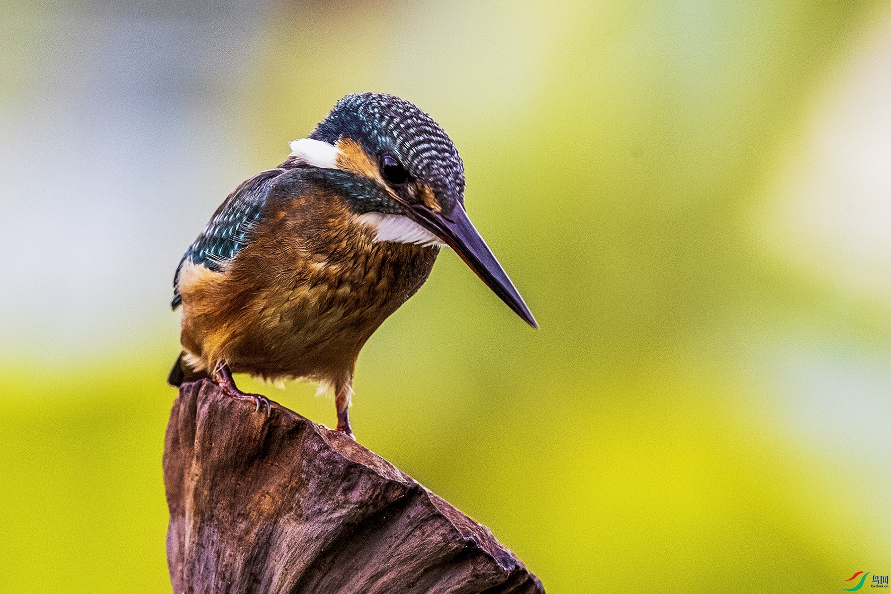 _90I5464 ���� 2.jpg