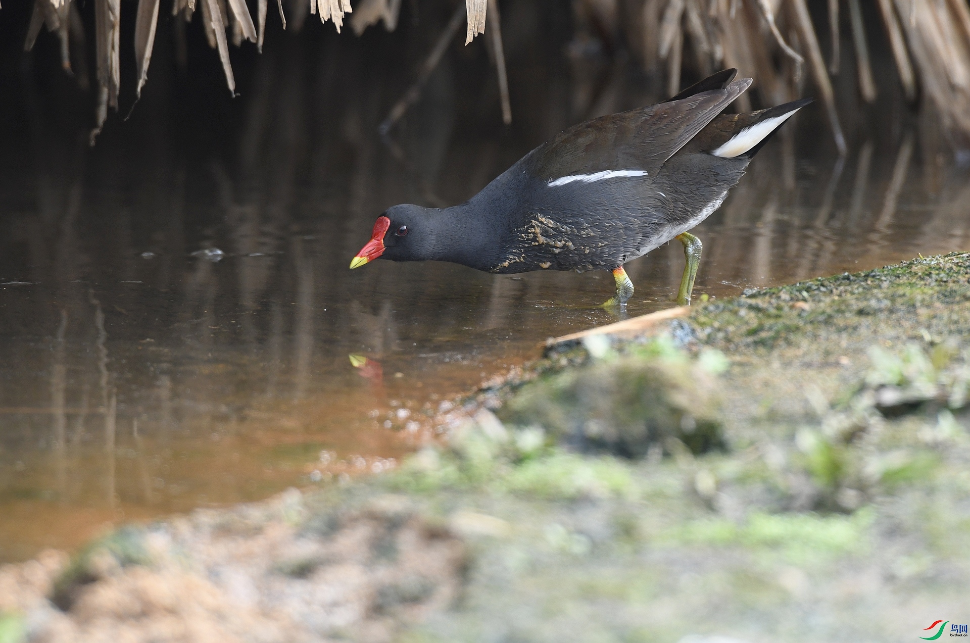 DSC_7369.jpg