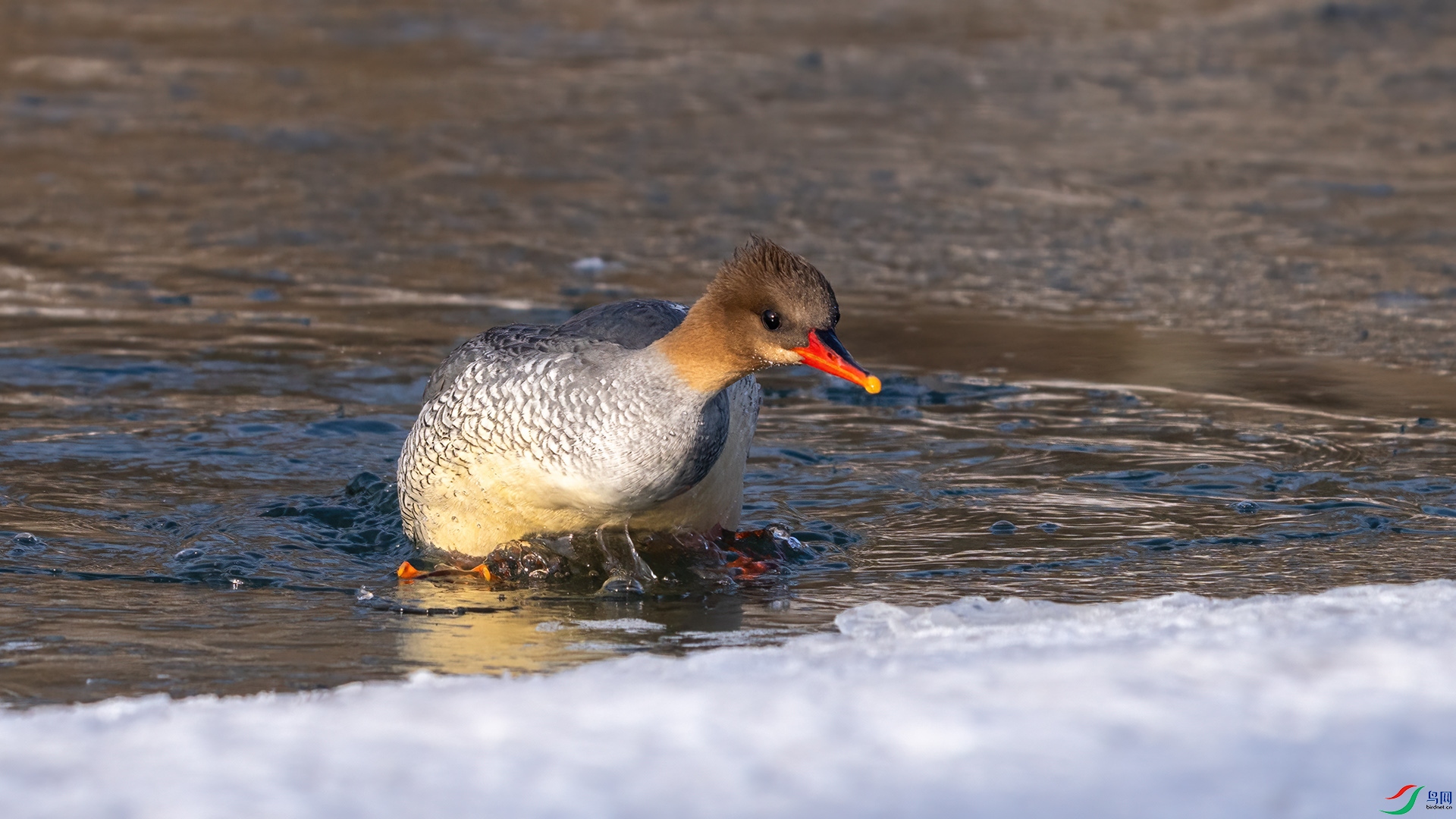 DSC04859 ����.jpg