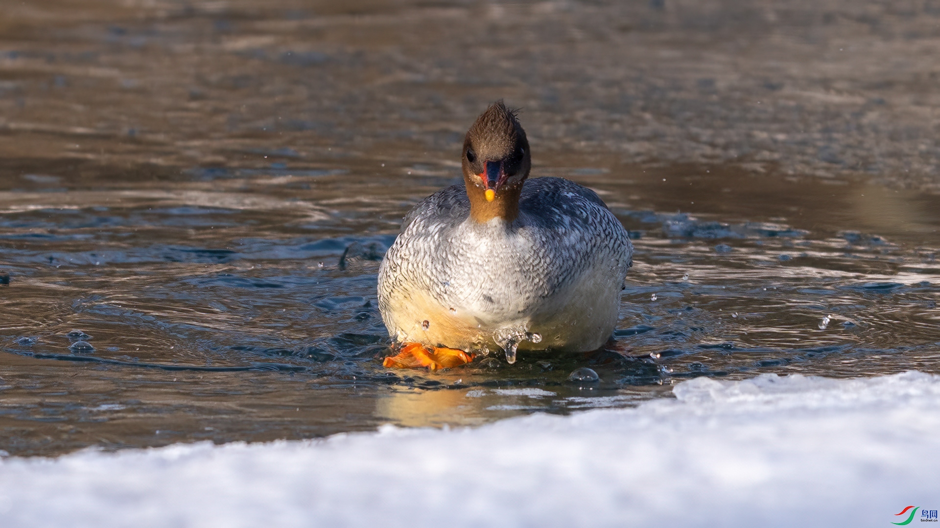 DSC04861 ����.jpg