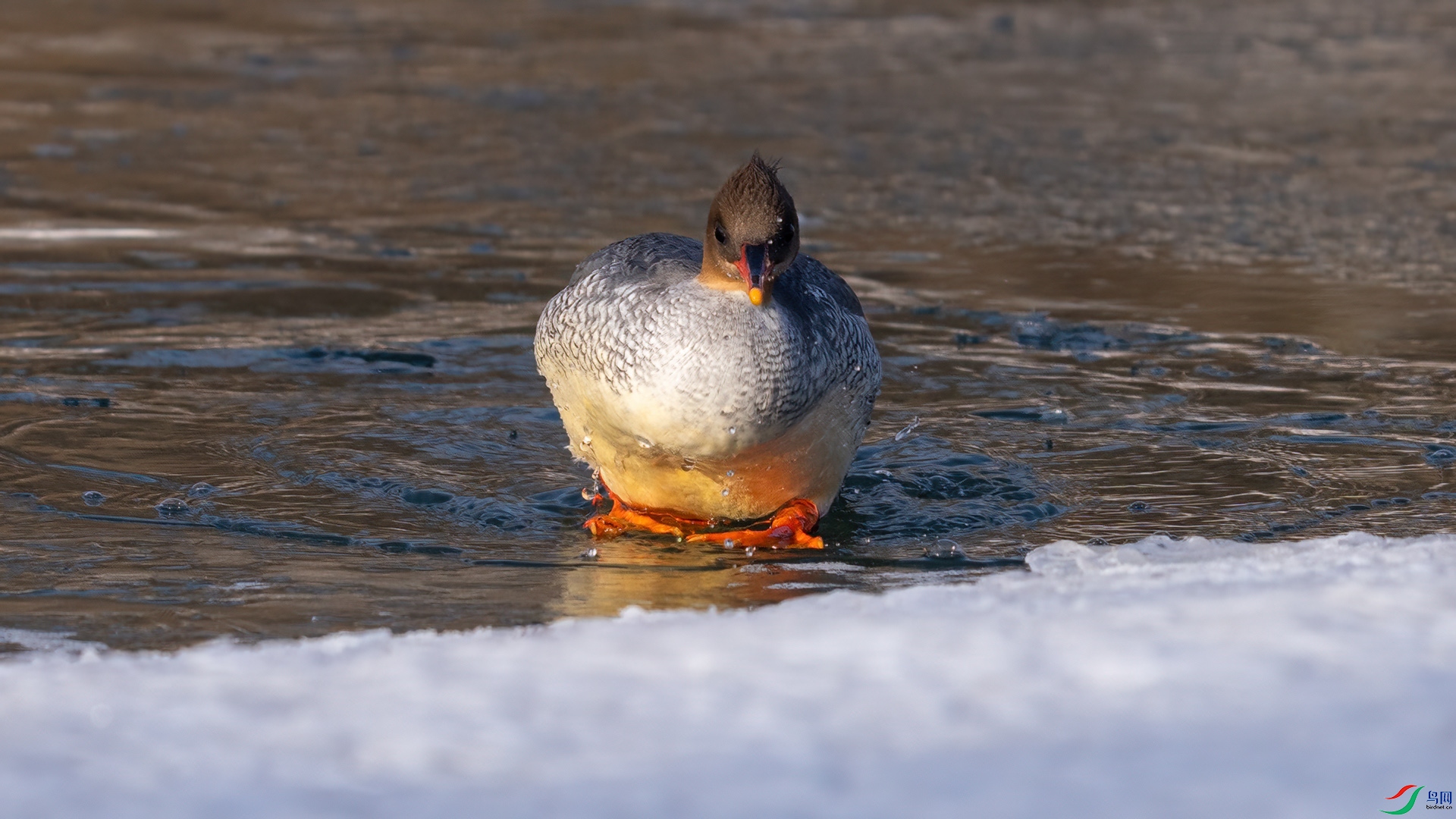 DSC04863 ����.jpg