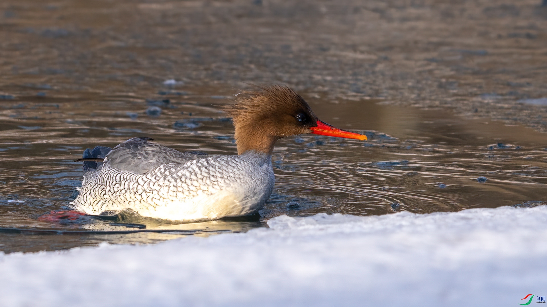 DSC04868 ����.jpg