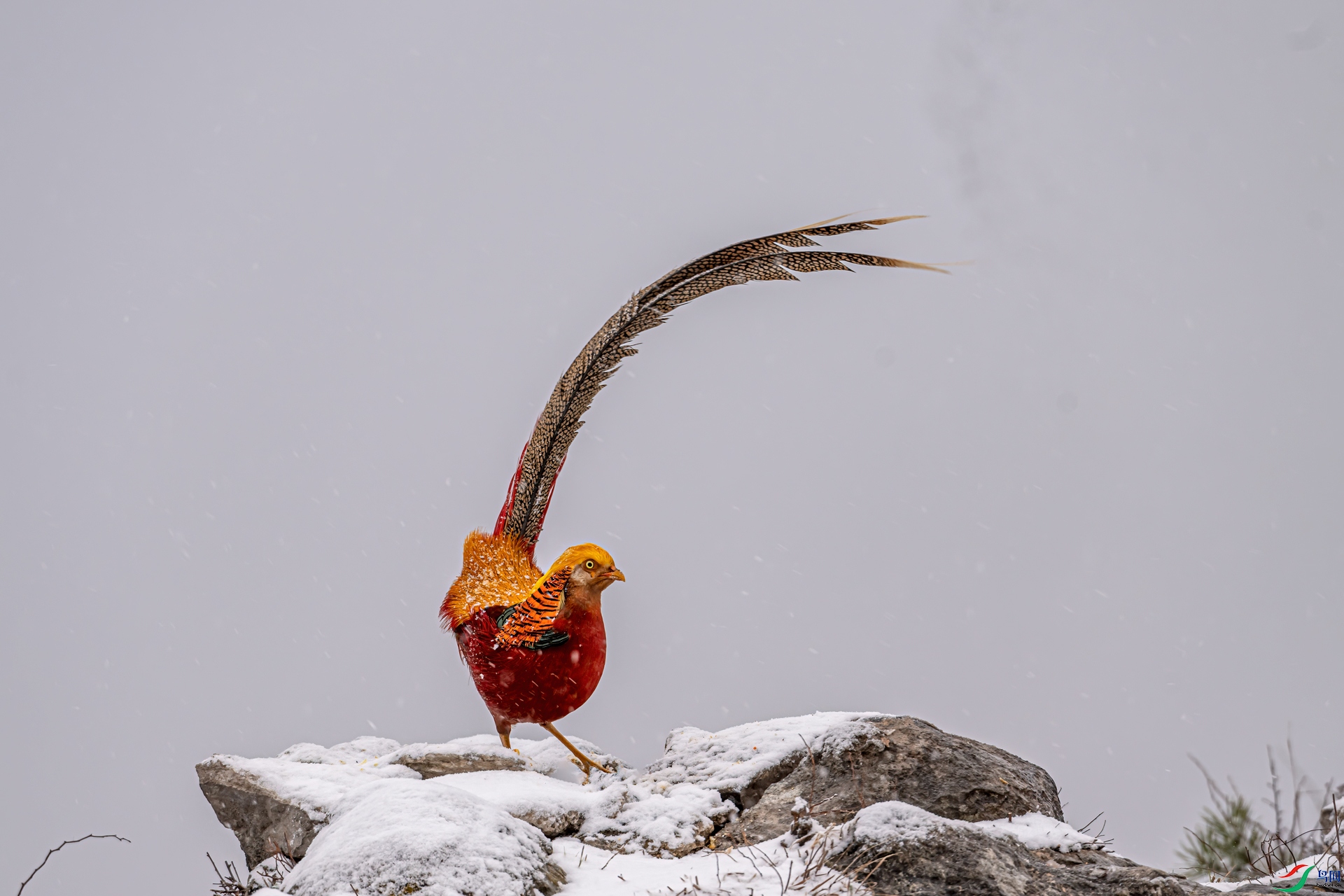 DSC_2340-11.jpg
