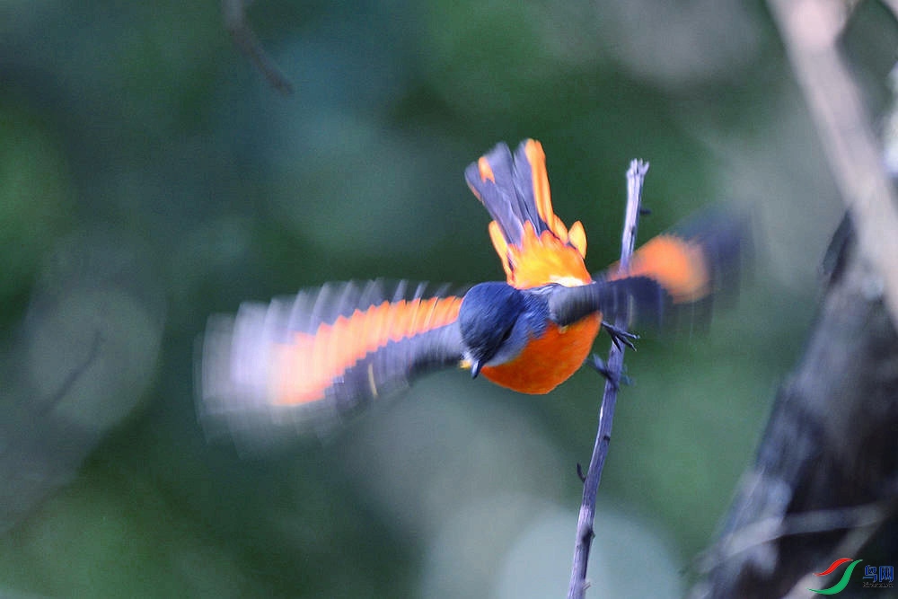 DSC_1699.JPG