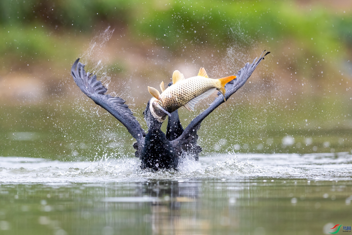 _89A1817.jpg