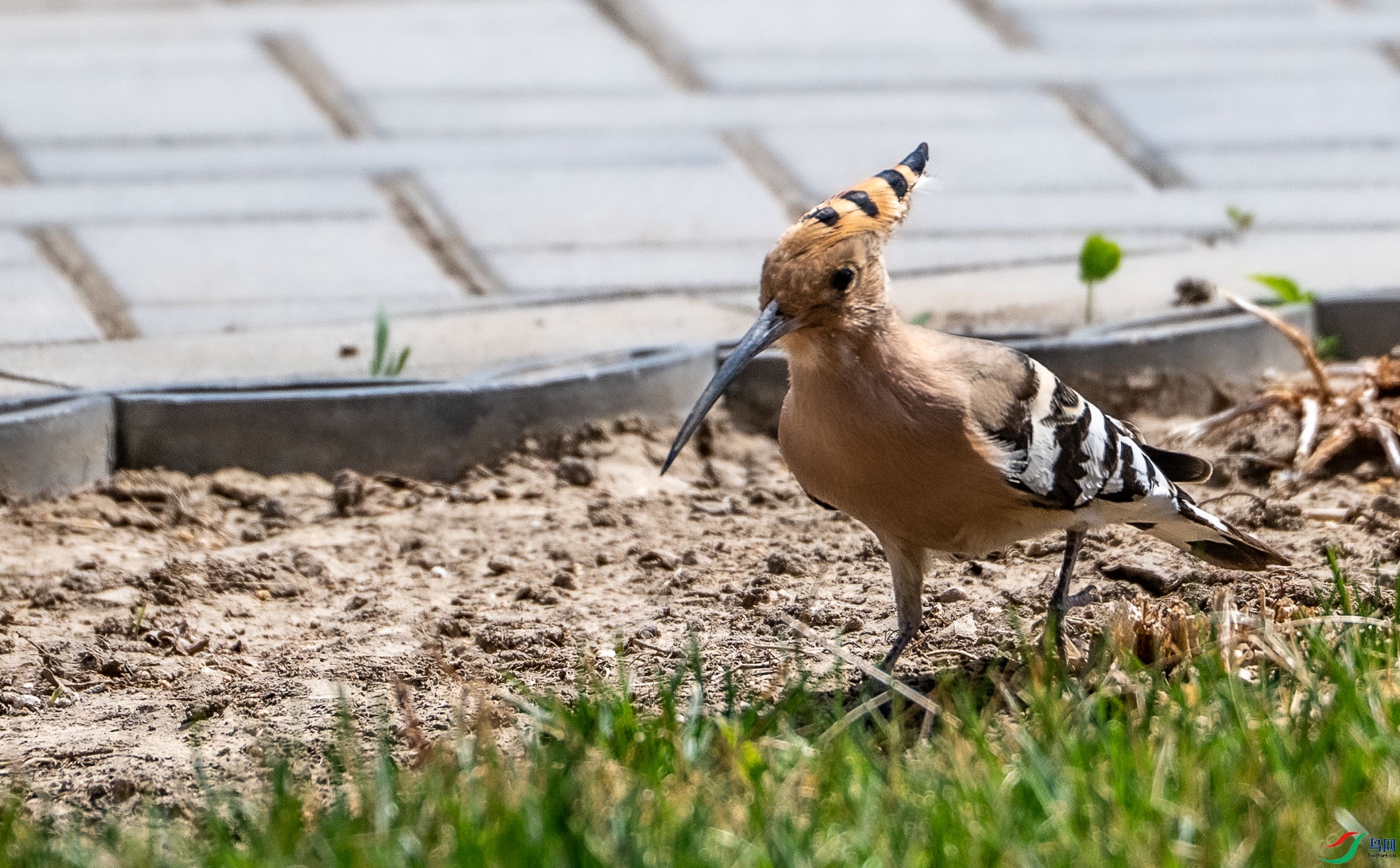 DSC_0704_1.jpg