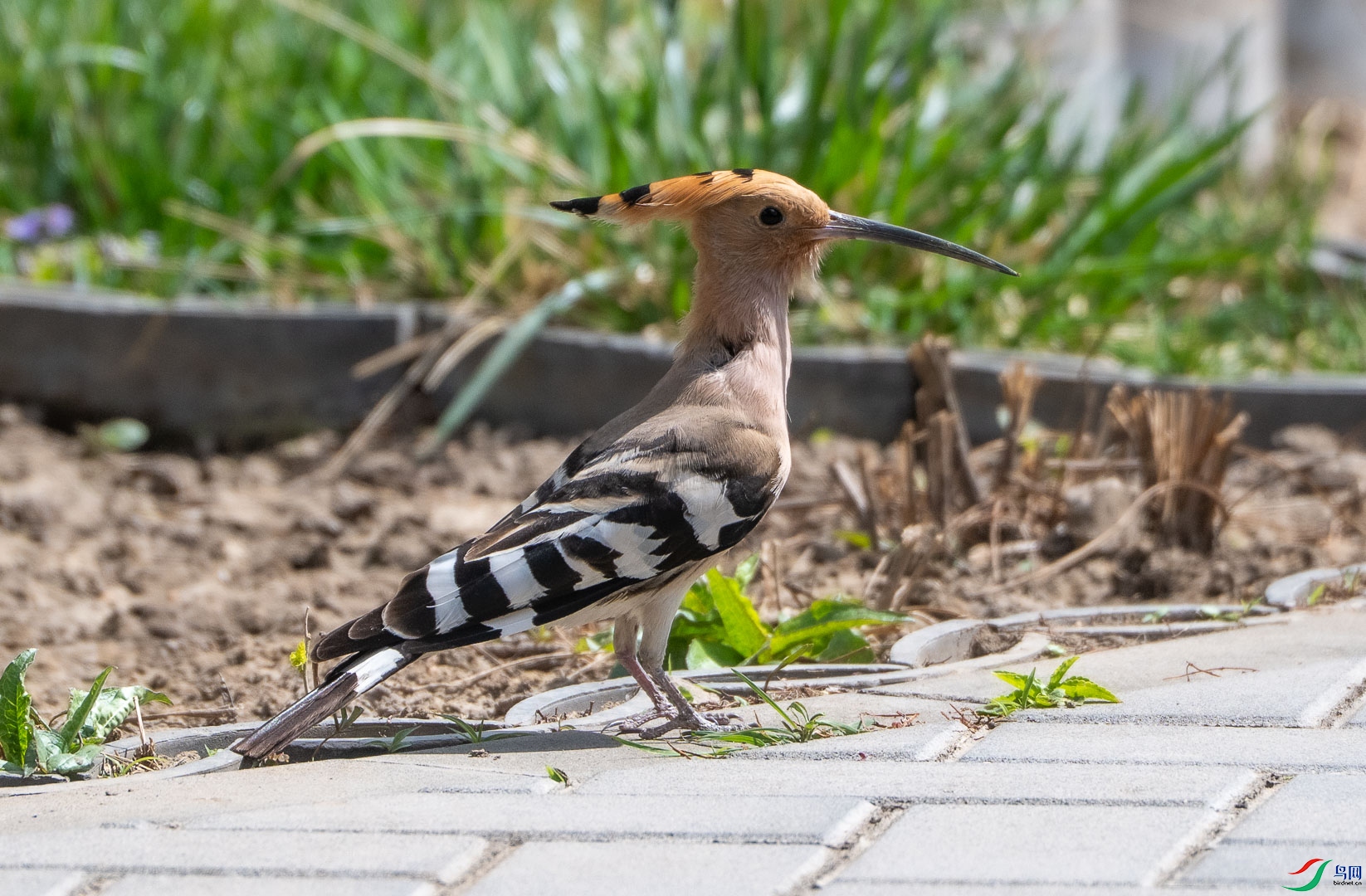 DSC_0710_4.jpg