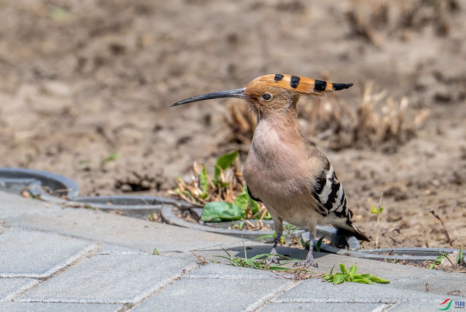 DSC_0723_1.jpg