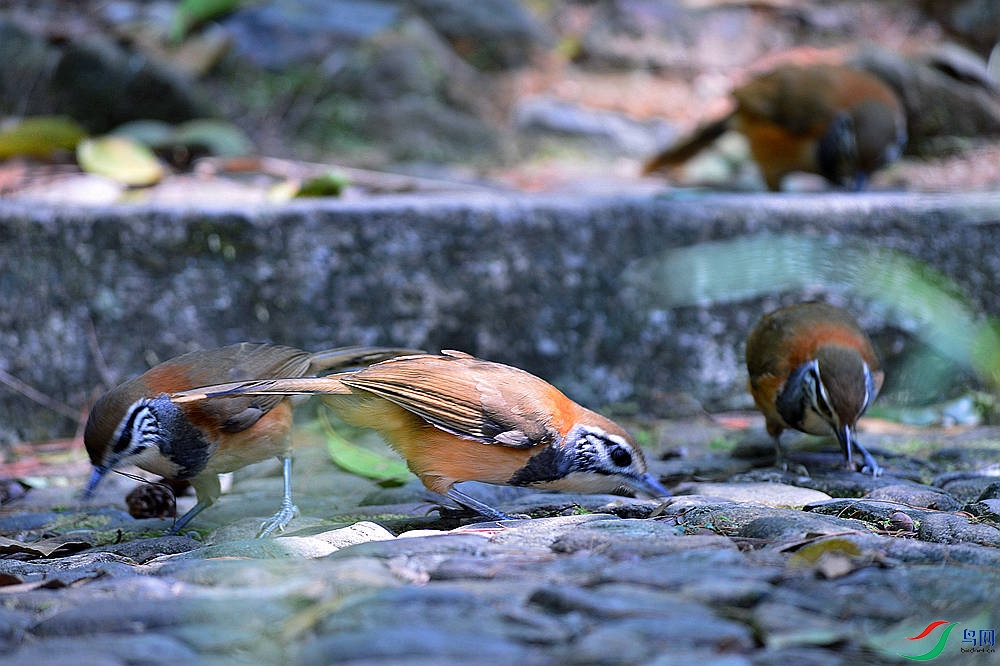 DSC_1718.JPG