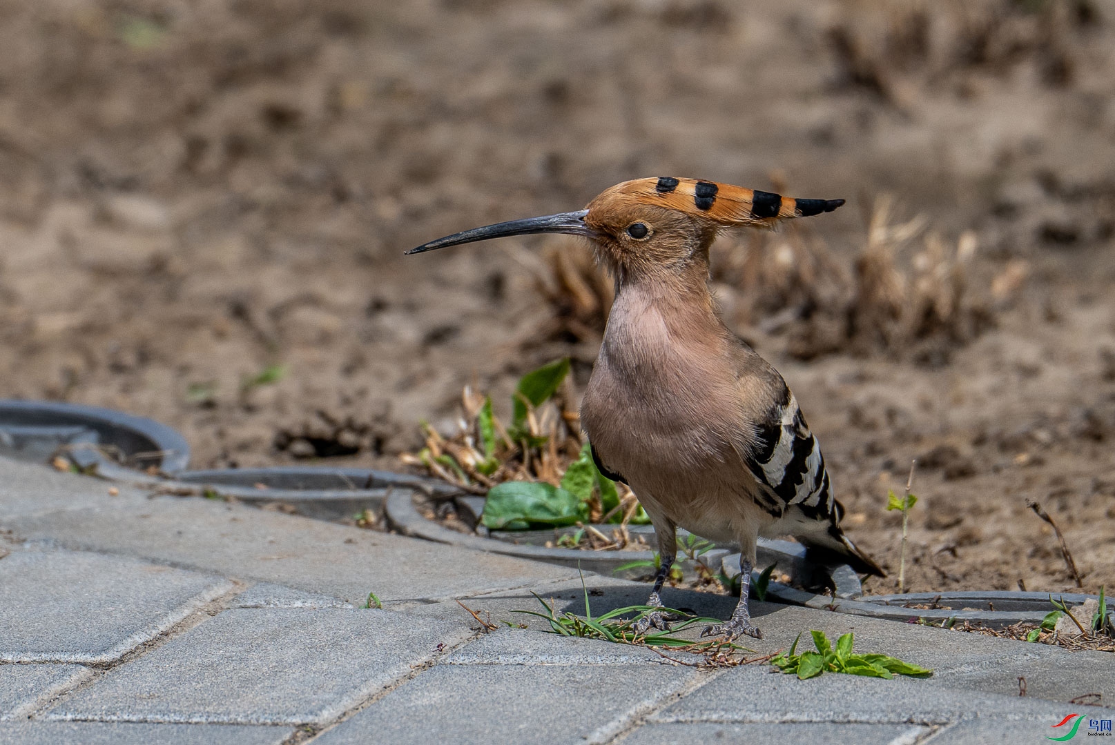 DSC_0723_2.jpg