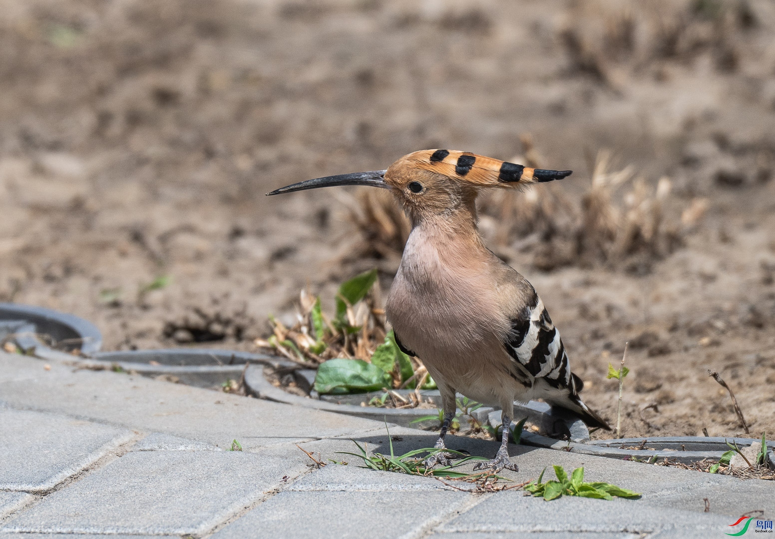 DSC_0727_2.jpg