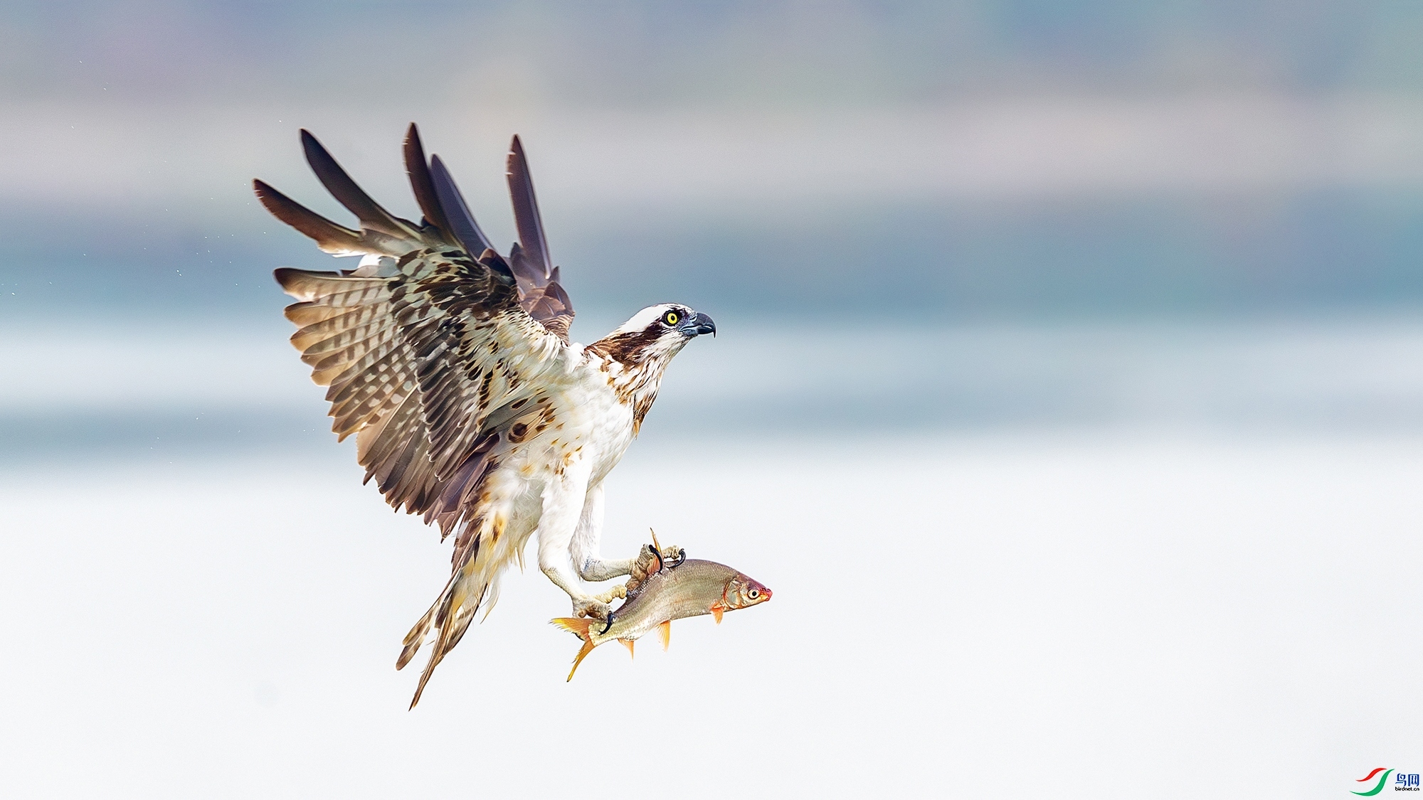 3.5Դ����Ȼ��ʦ��Ʒ ���������㡿��ף���ٻ����������.jpg