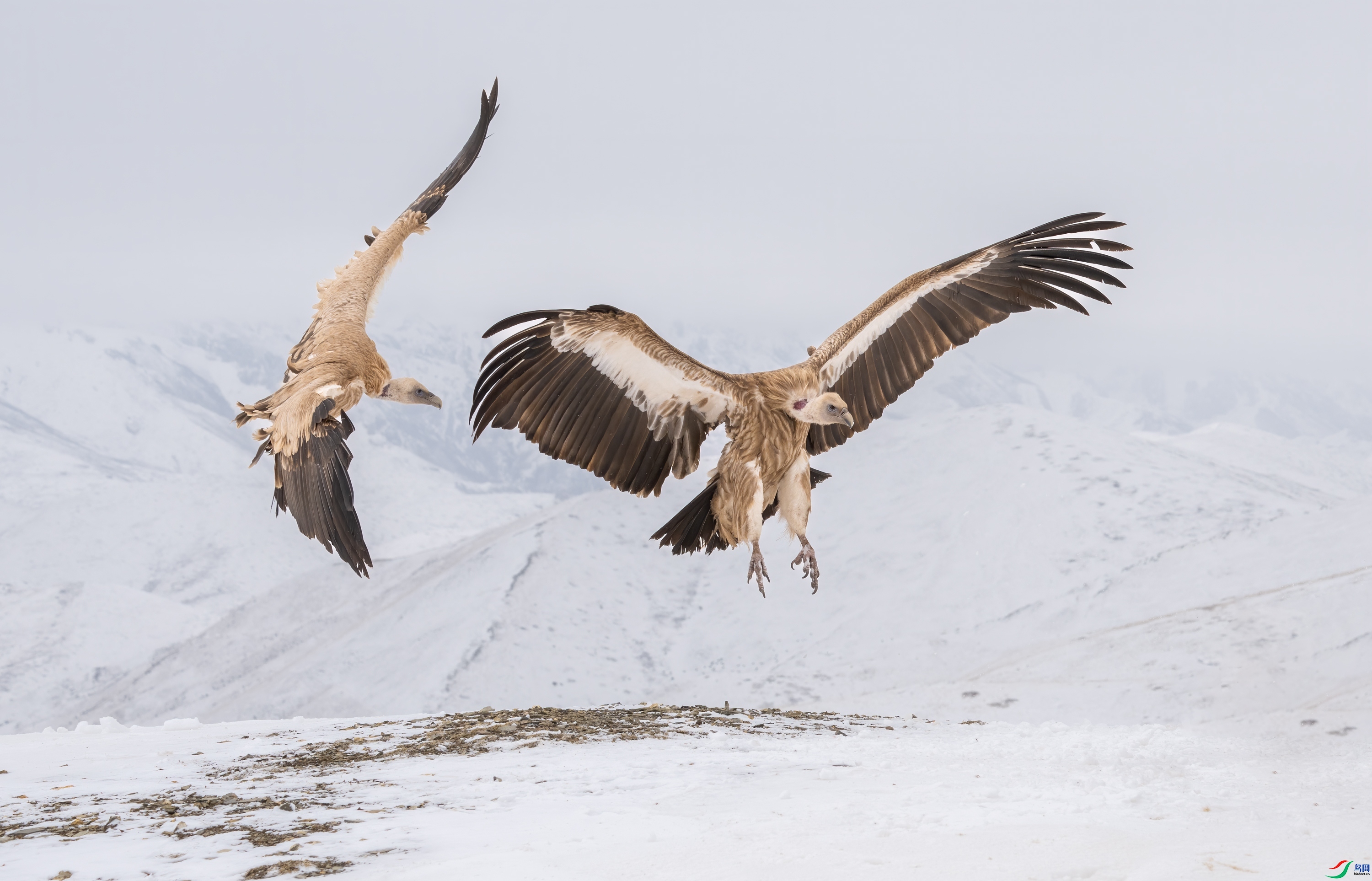 3.6��Ͽ֮����ʦ��Ʒ   ���� ��ף���ٻ����������.jpg