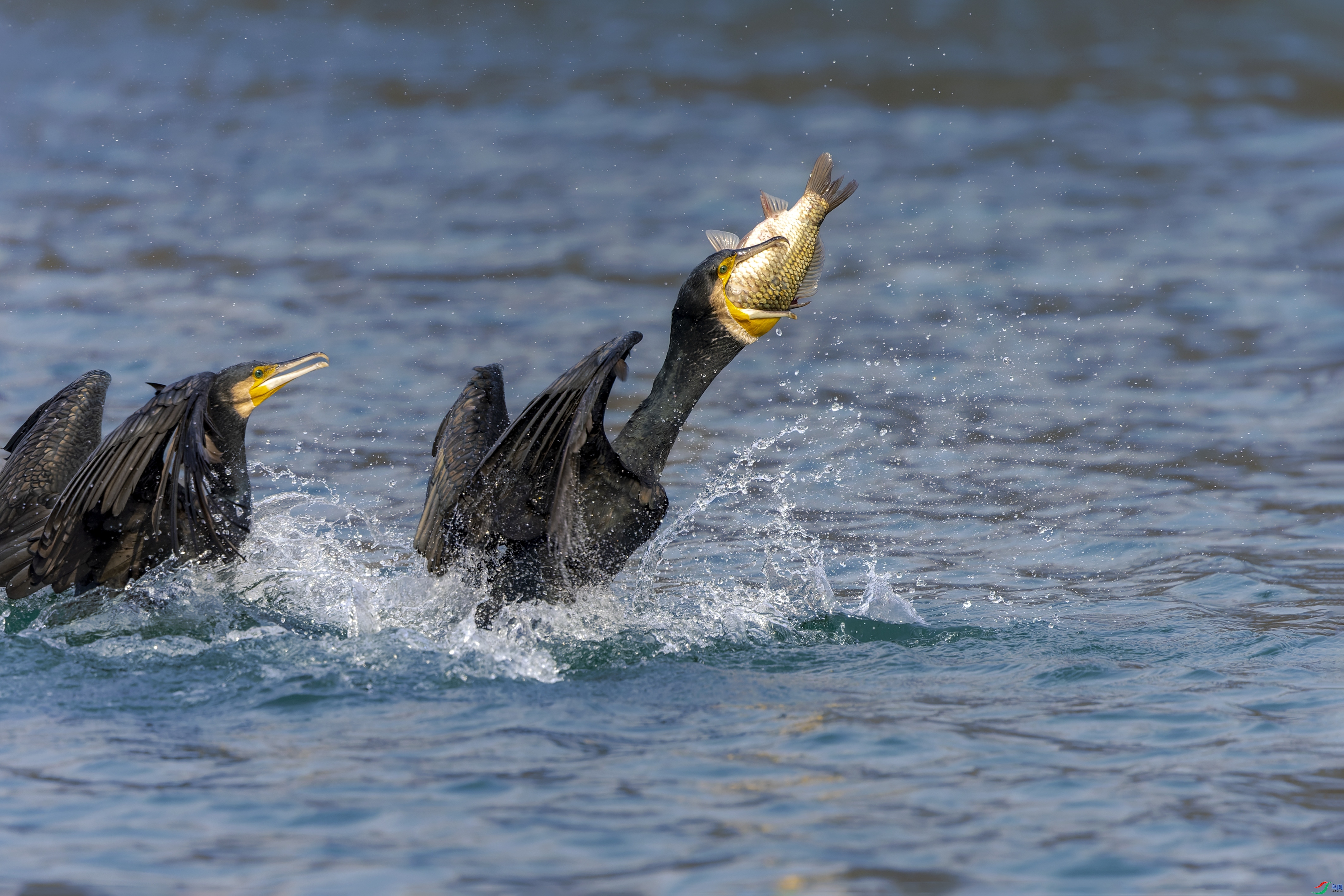 3.7������jn��ʦ��Ʒ   ���� ��ף���ٻ����������.jpg