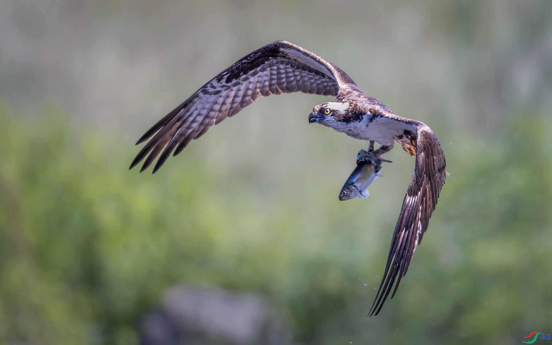 3.9��Ϫphoto��ʦ��Ʒ  ��ӥ ��ף���ٻ���Ӱʦ������.jpg