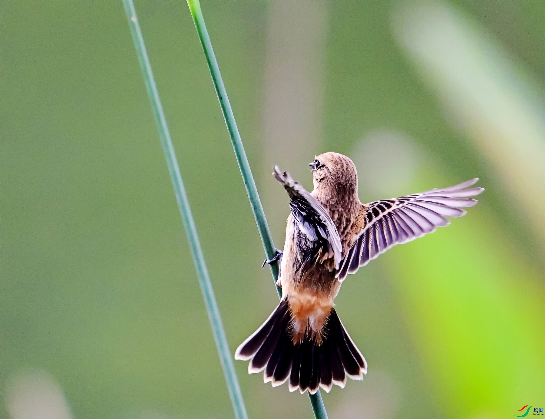 DSC_3859---_conew1.jpg