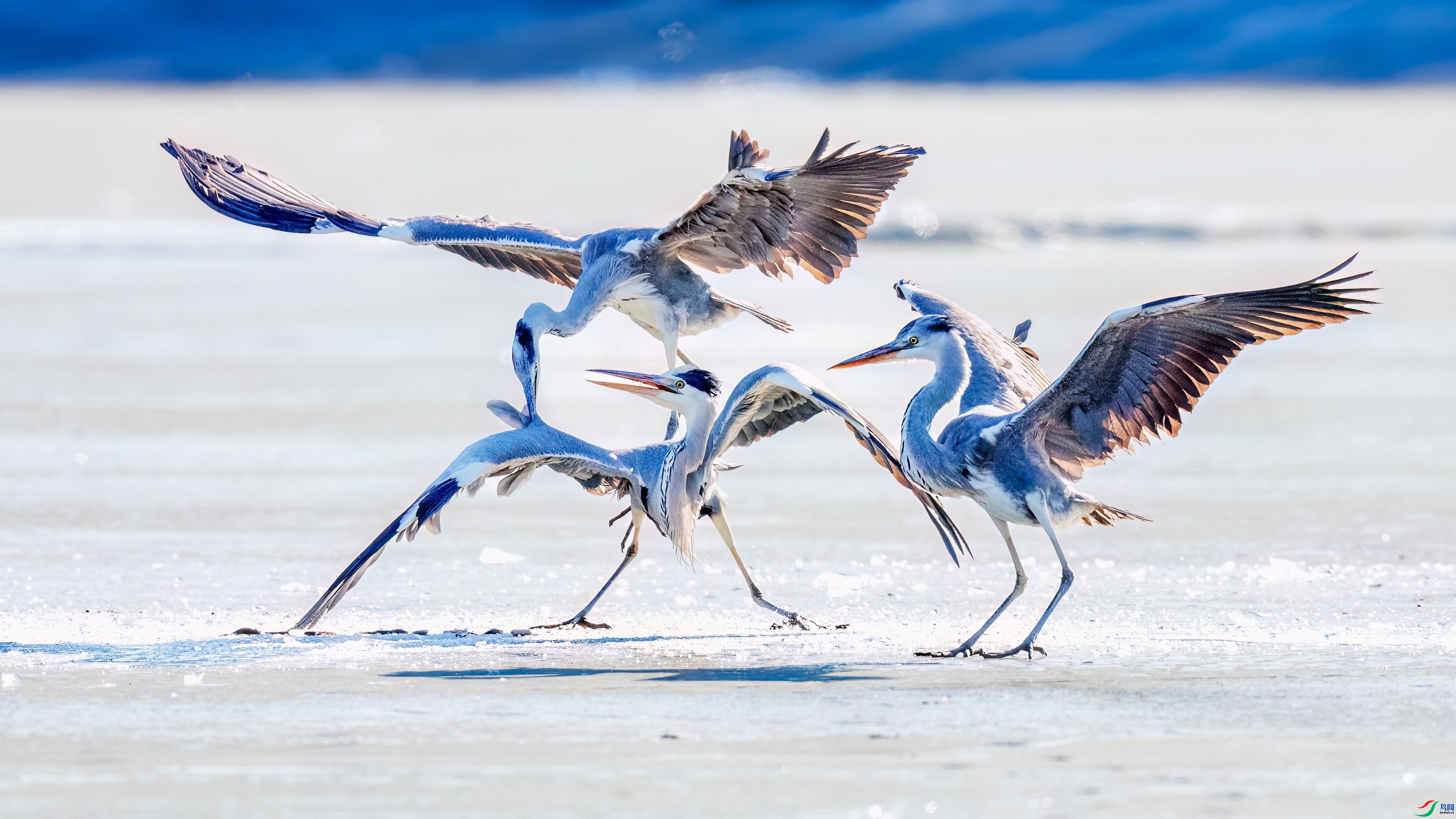 3.10��־������ʦ��Ʒ   ��ԭ���� ��ף���ٻ����������.jpg