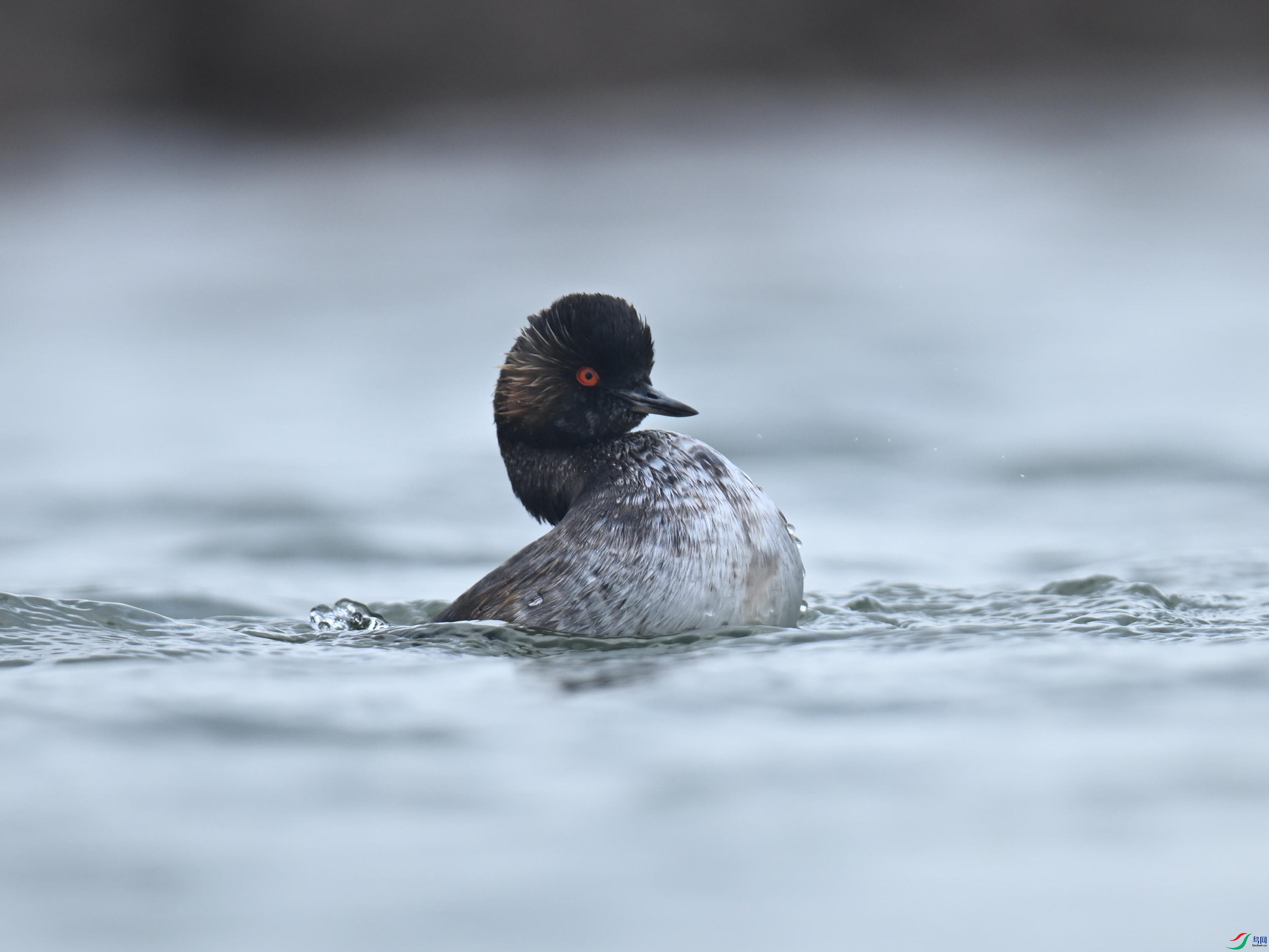 �ھ�PT  (10).jpg