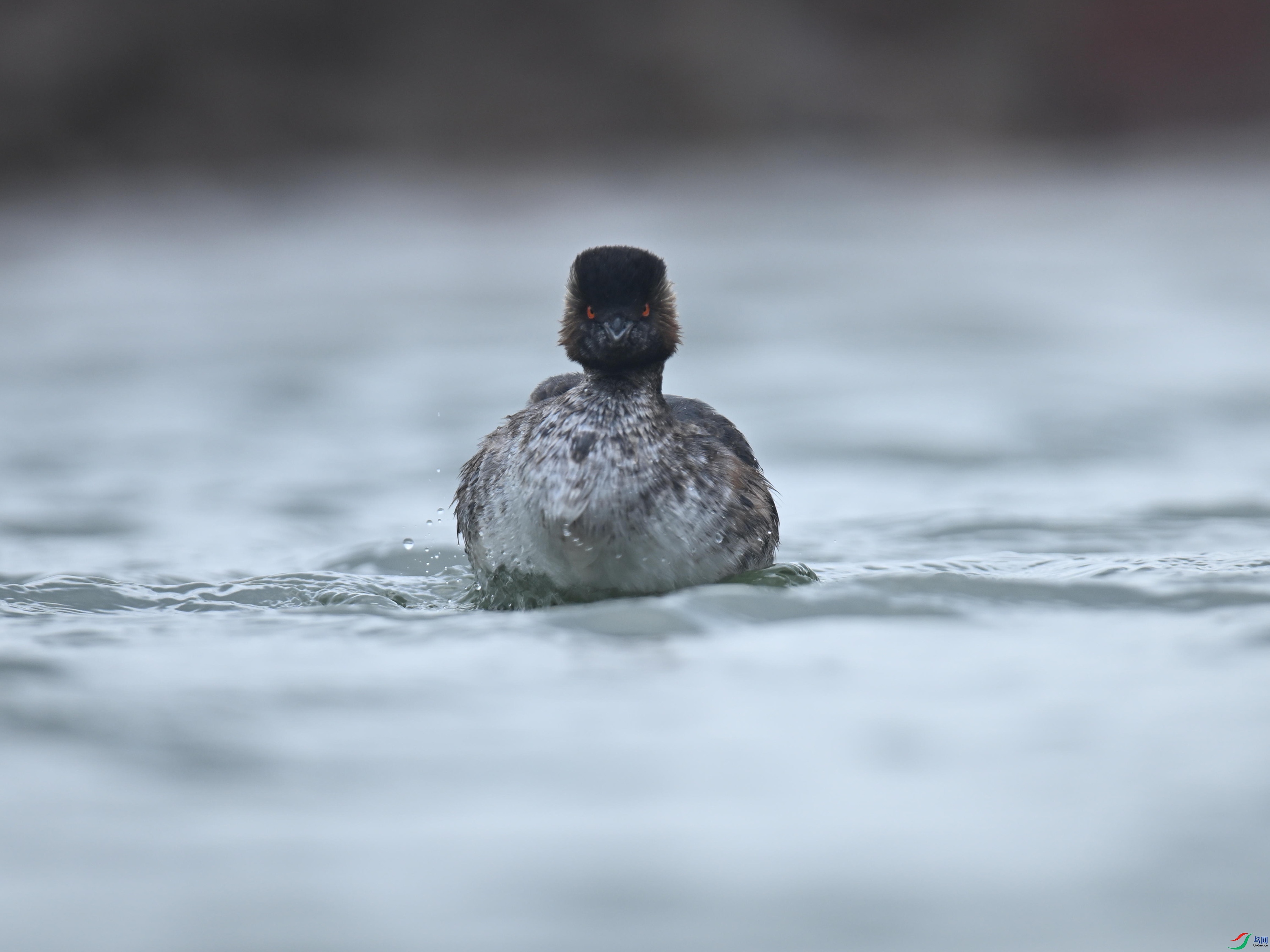 �ھ�PT  (24).jpg