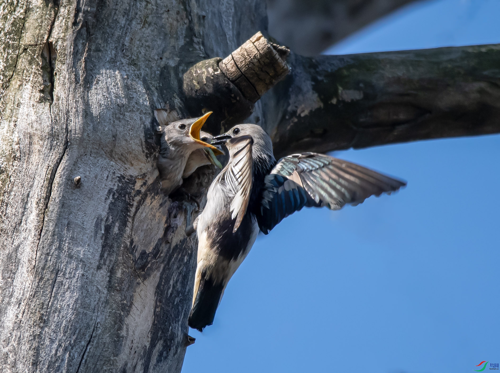 DSC_4683 ����.jpg