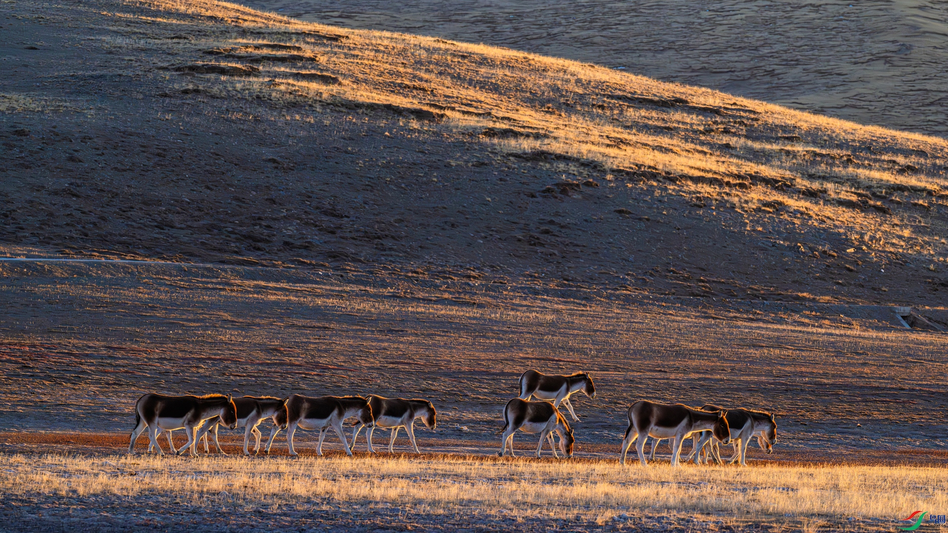 _DSC2584 ����_����.jpg