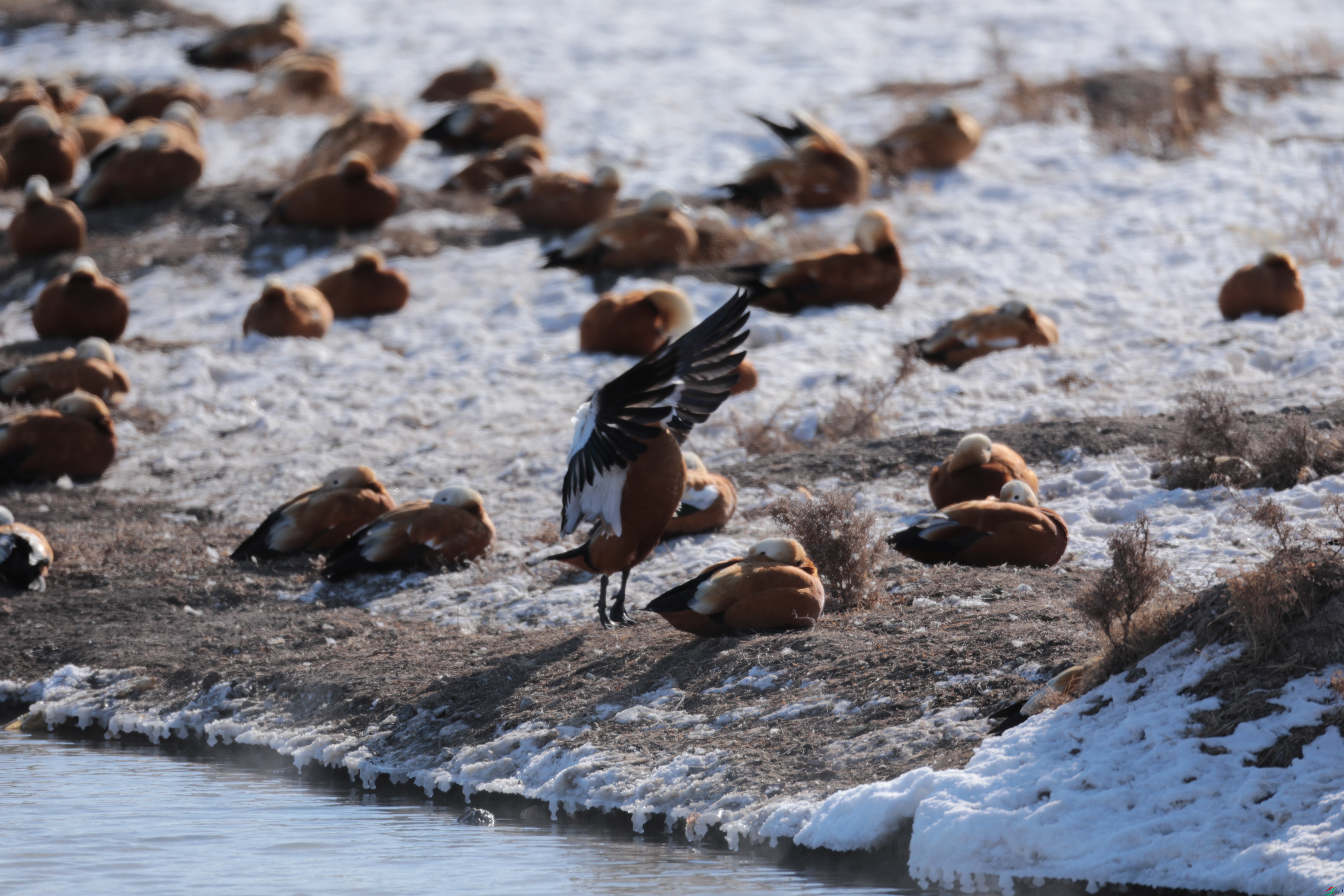 ����Ѽ427/01