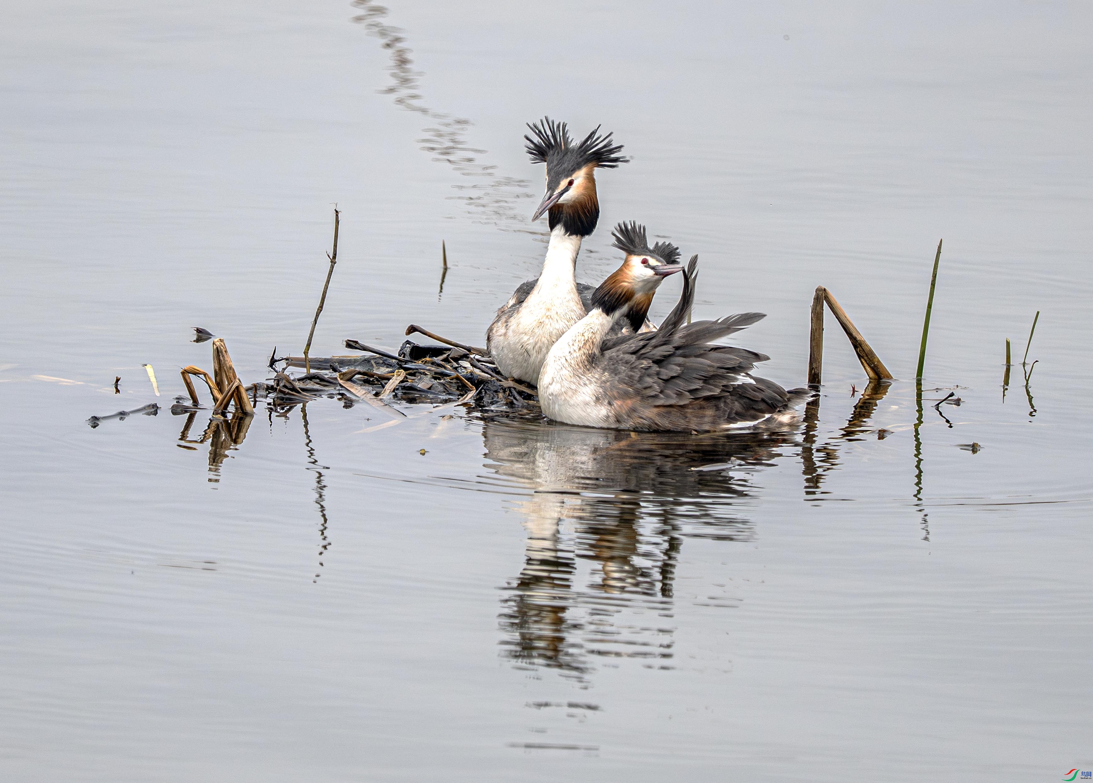 DSC_6890 ����.jpg