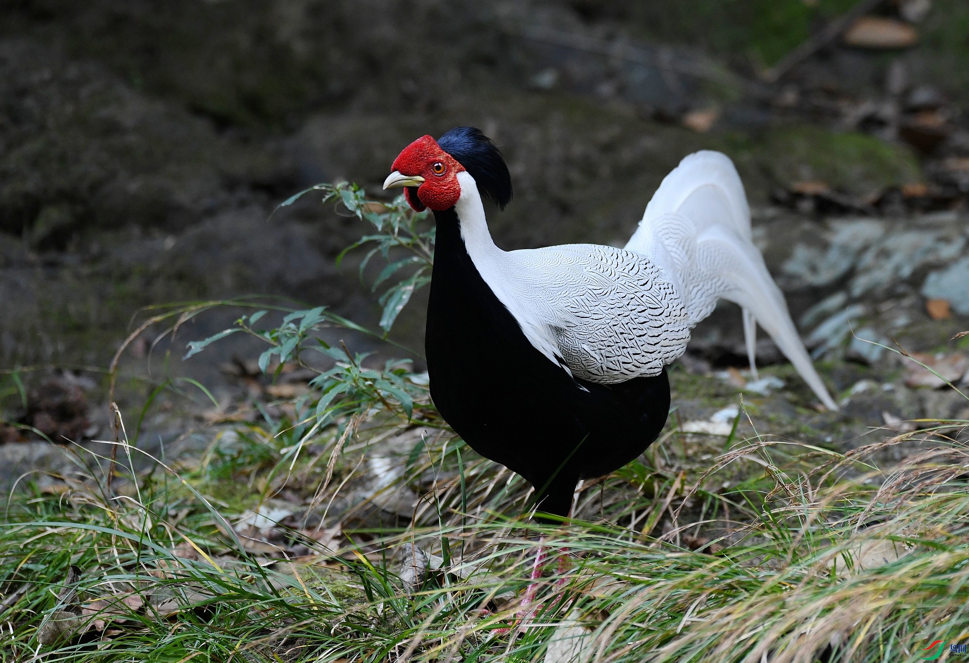 DSC_7151.jpg