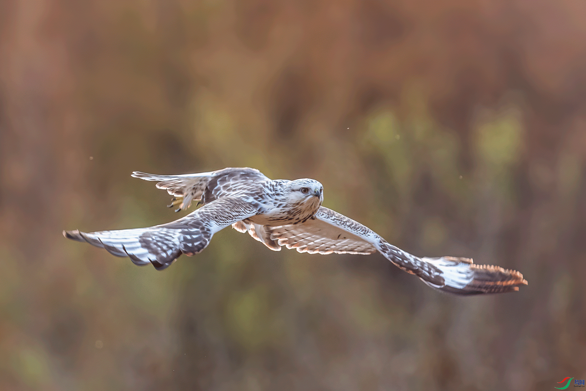 _DSC0606-11.gif