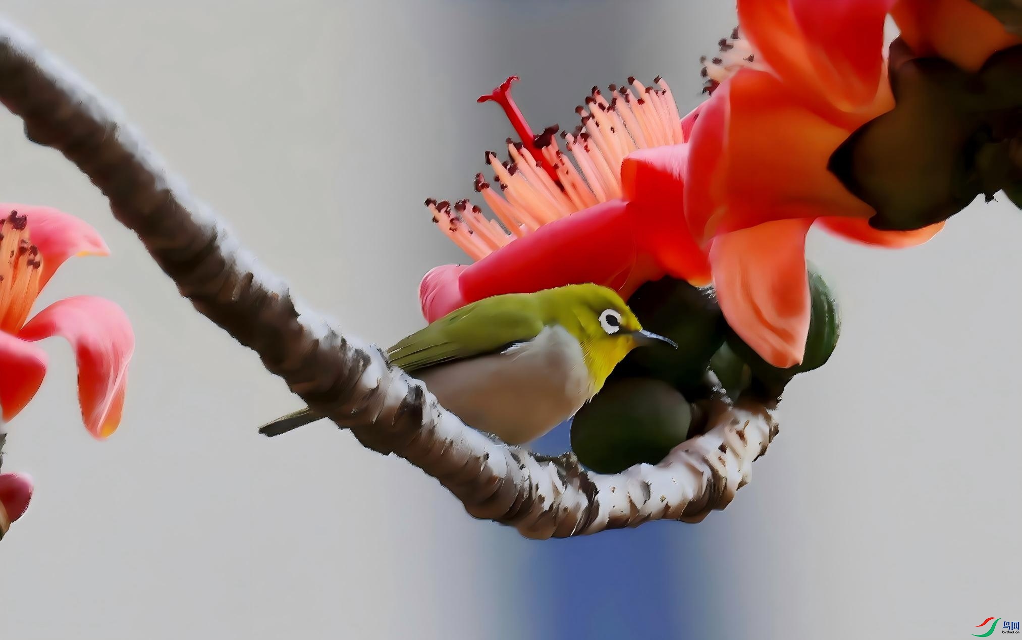 ��Ϣ����֦��