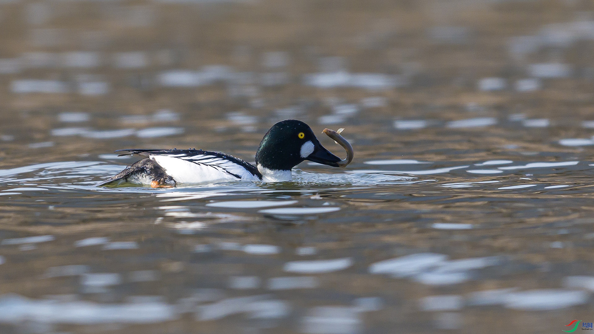 051A5323 ����n.jpg