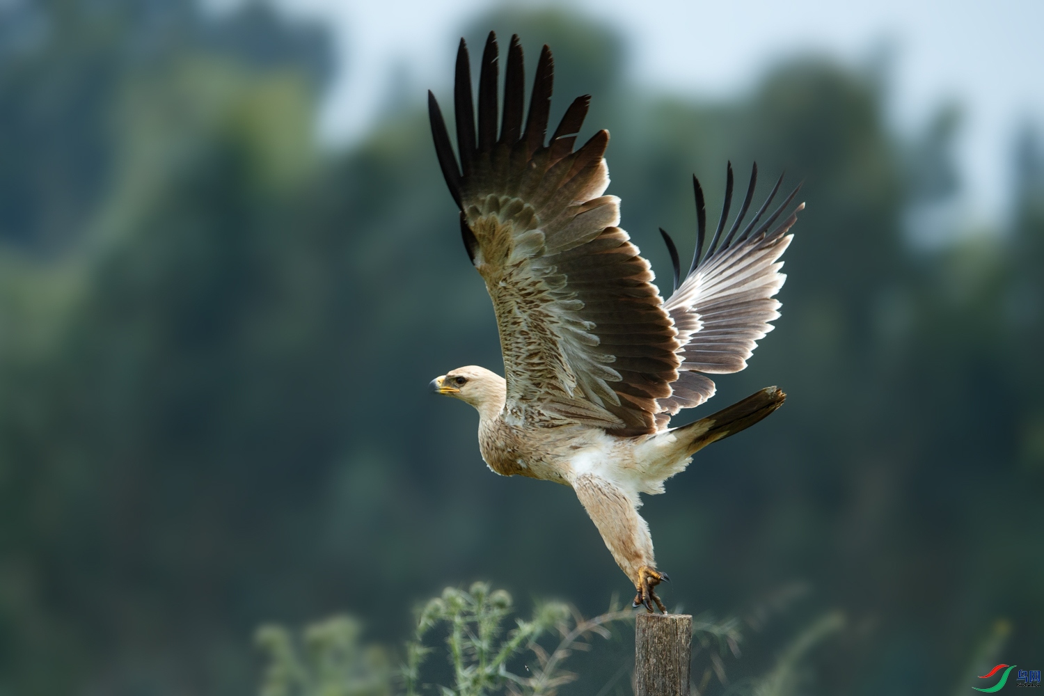 AQ9I6351 ����.jpg