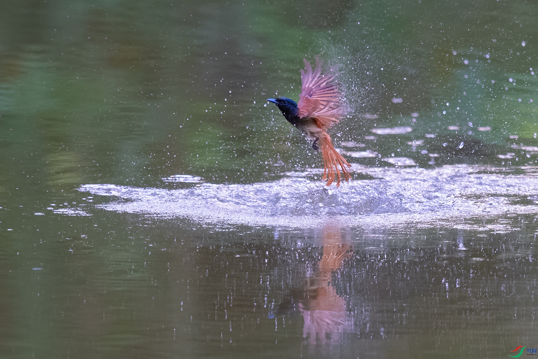 DSC_3667_DxOa.jpg