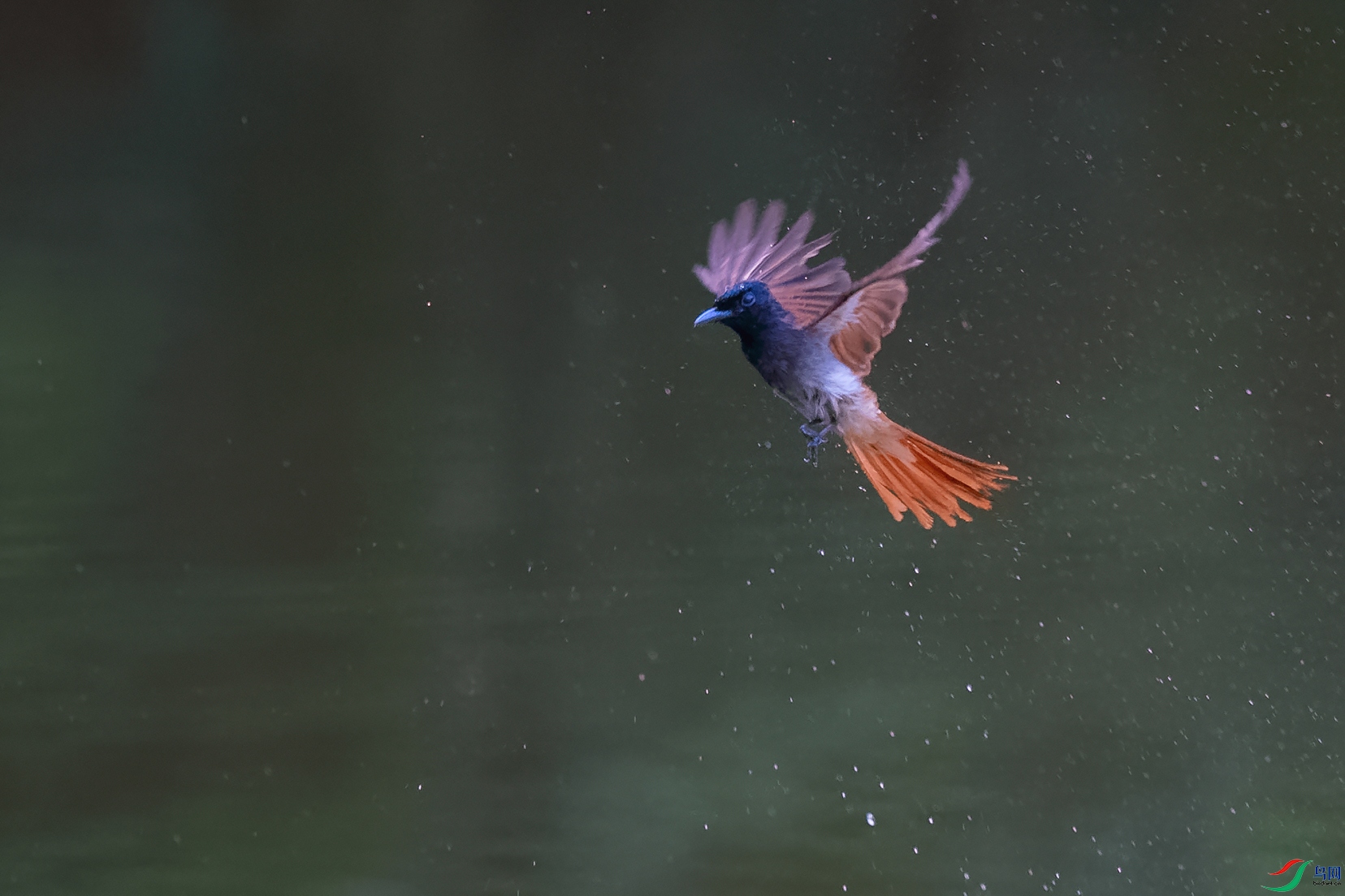 DSC_3671_DxOa.jpg