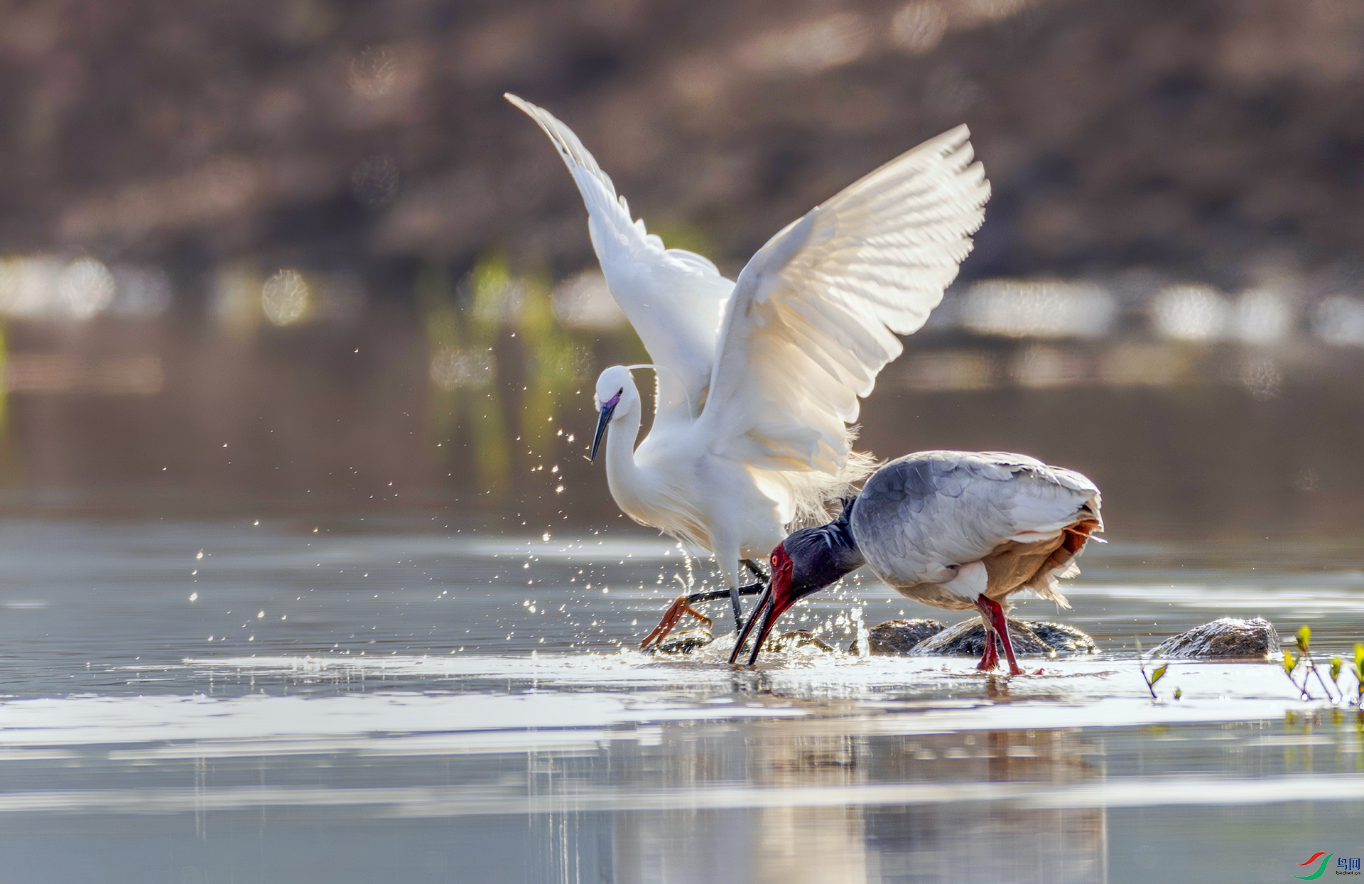 407A8827-----22  .jpg