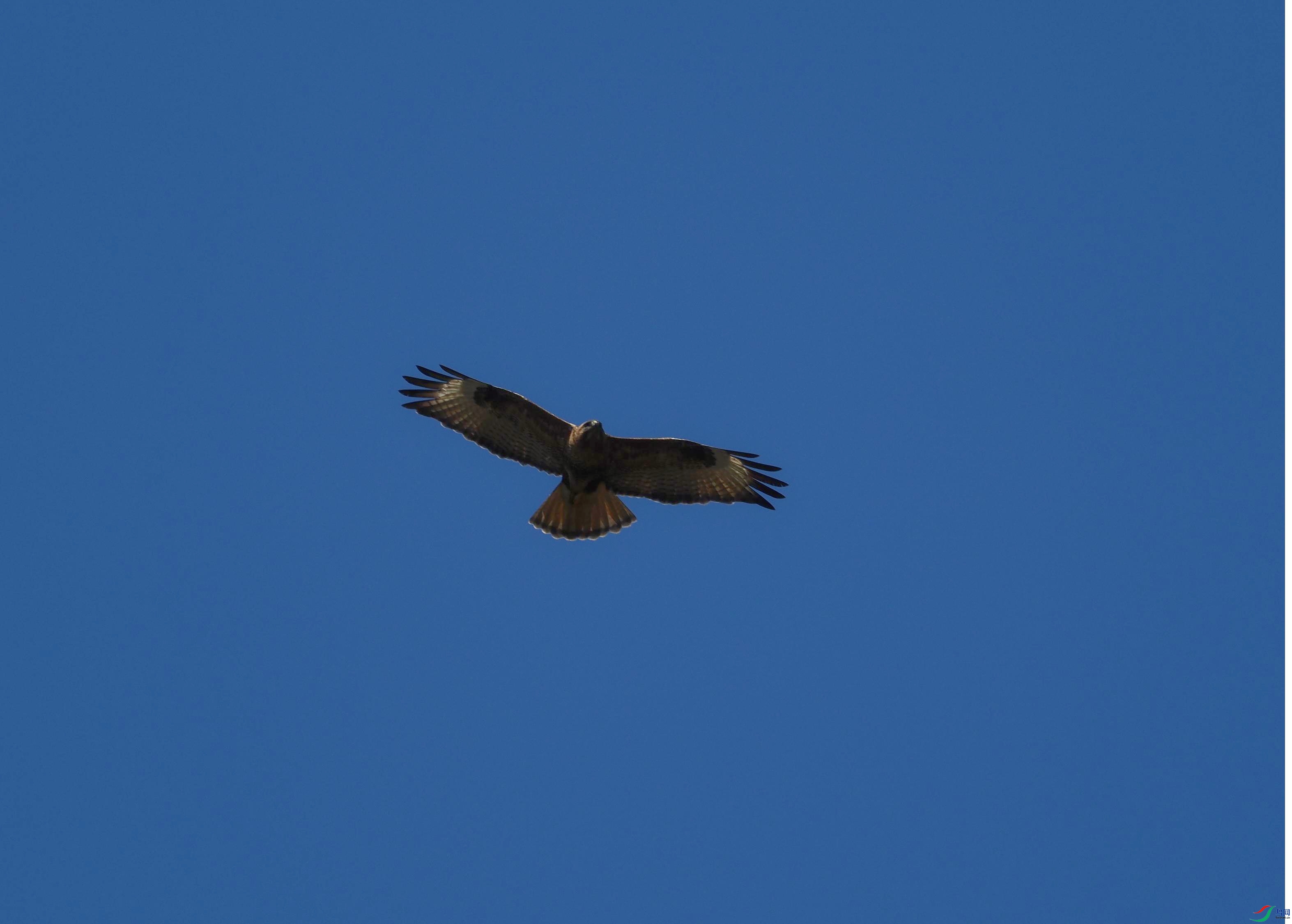 P3145124(1).jpg