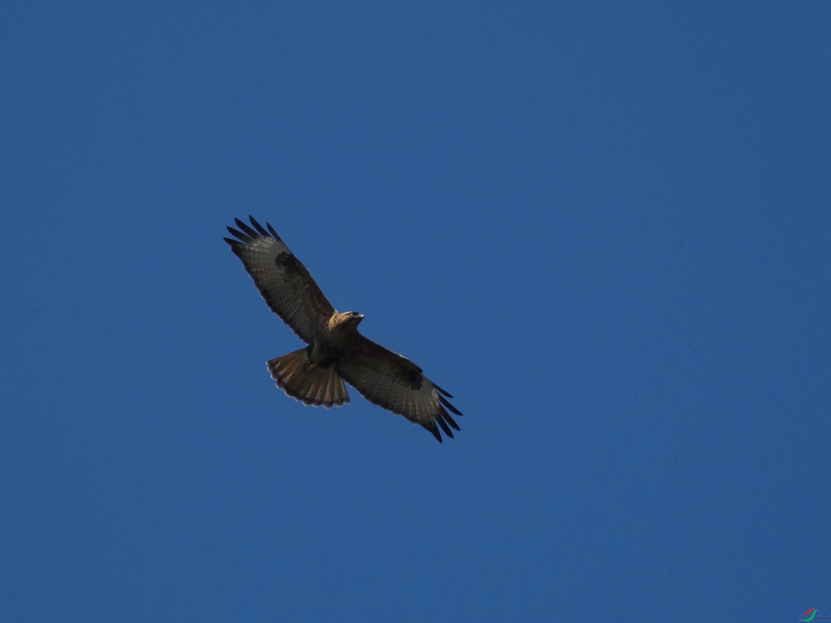 P3145132(1).jpg