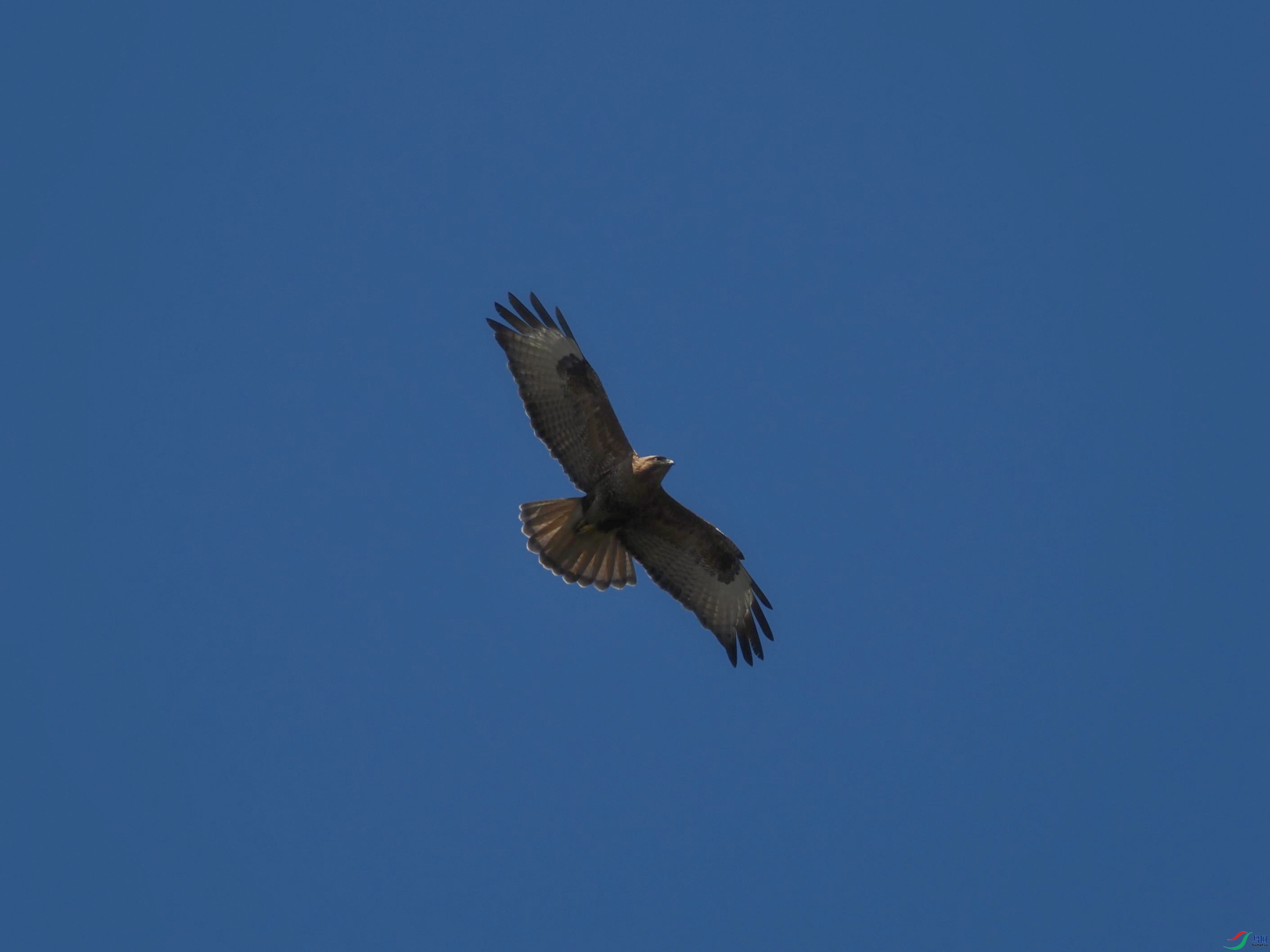 P3145135(1).jpg