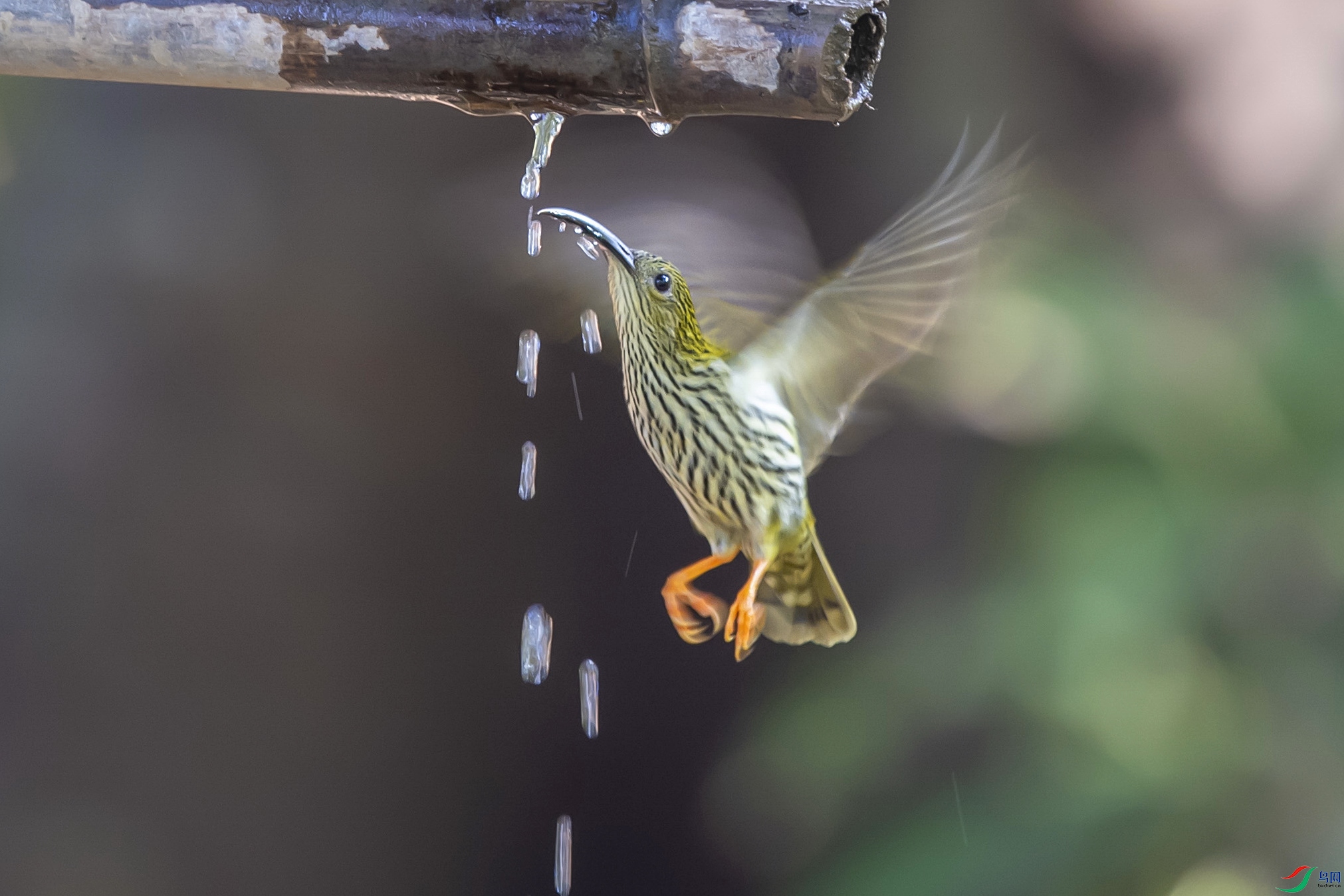 DSC_4367.jpg