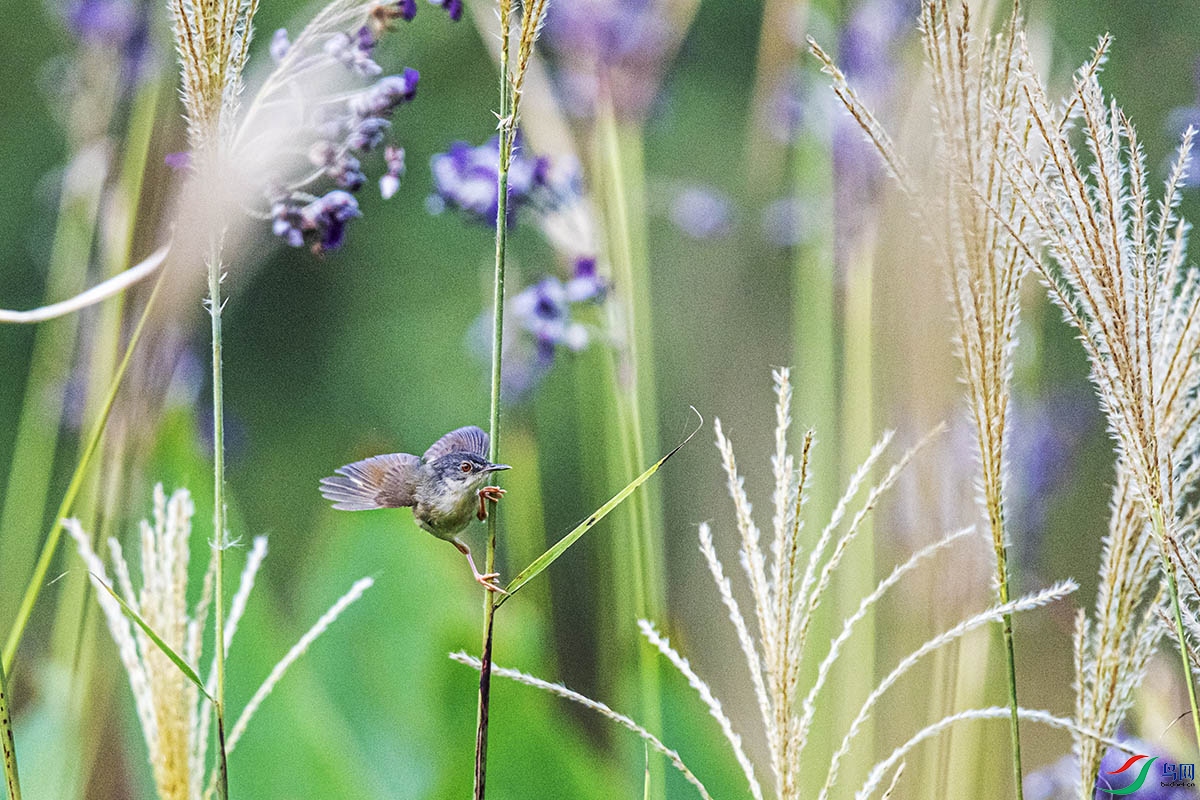 DSC_6808.jpg