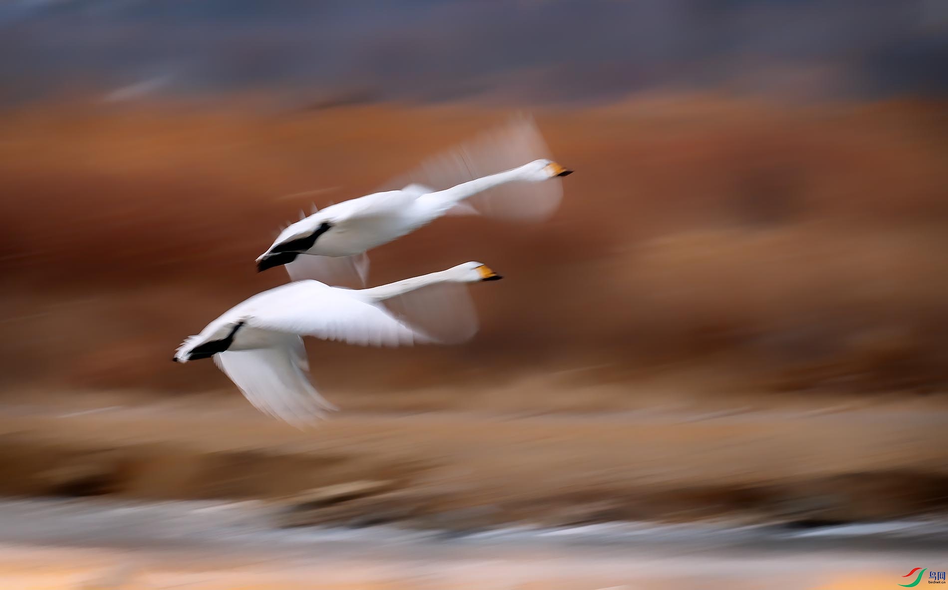 ��Ӱ����