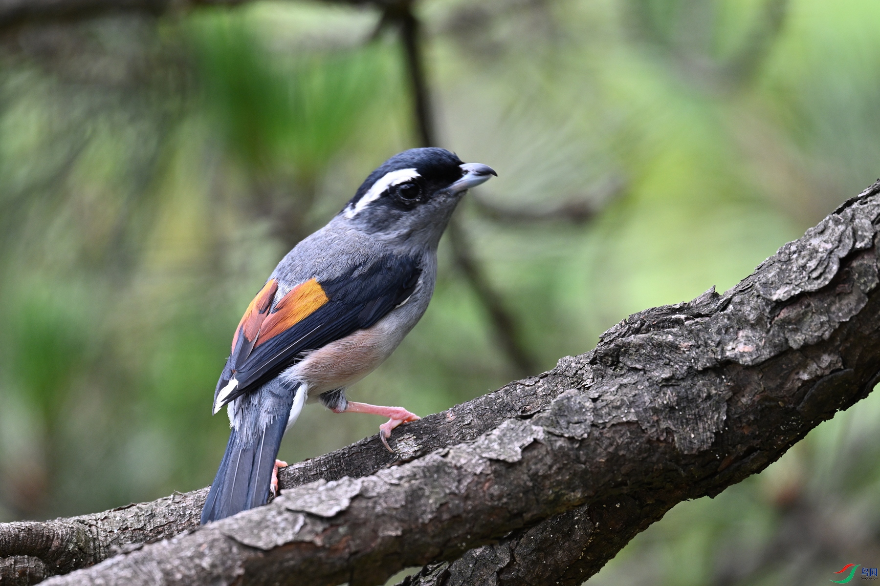 DSC_1502.JPG