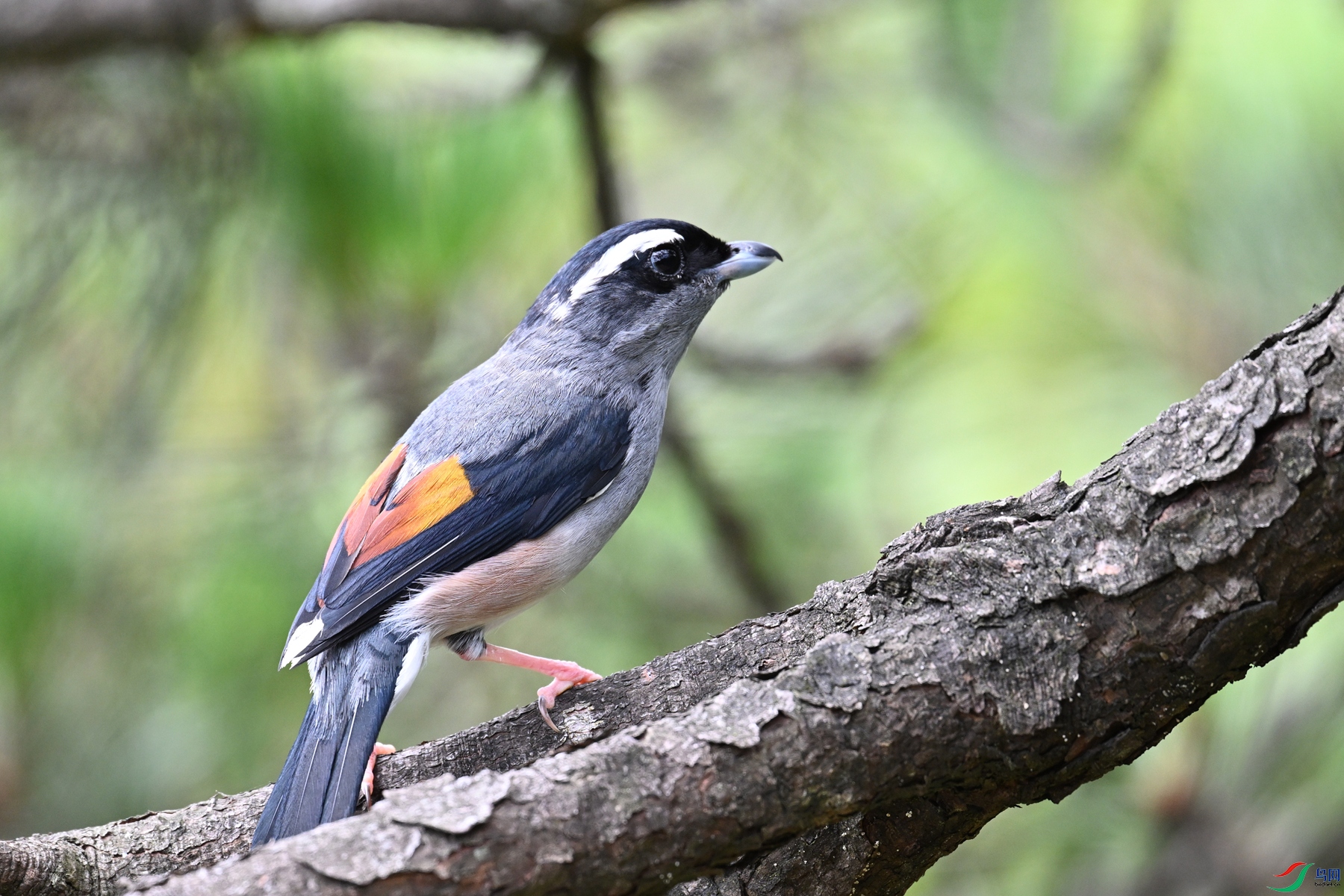 DSC_1511.JPG