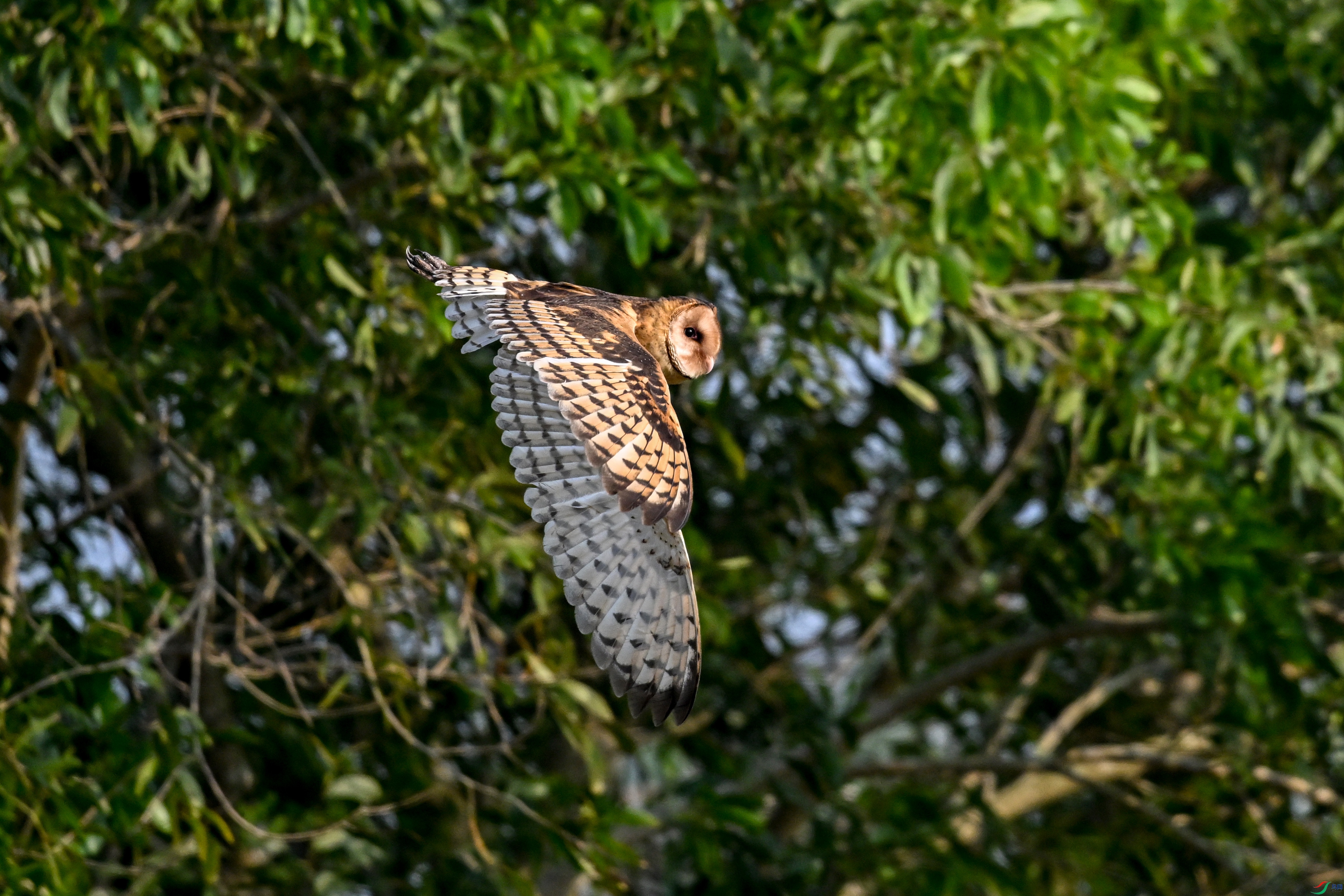 DSC_6606.JPG